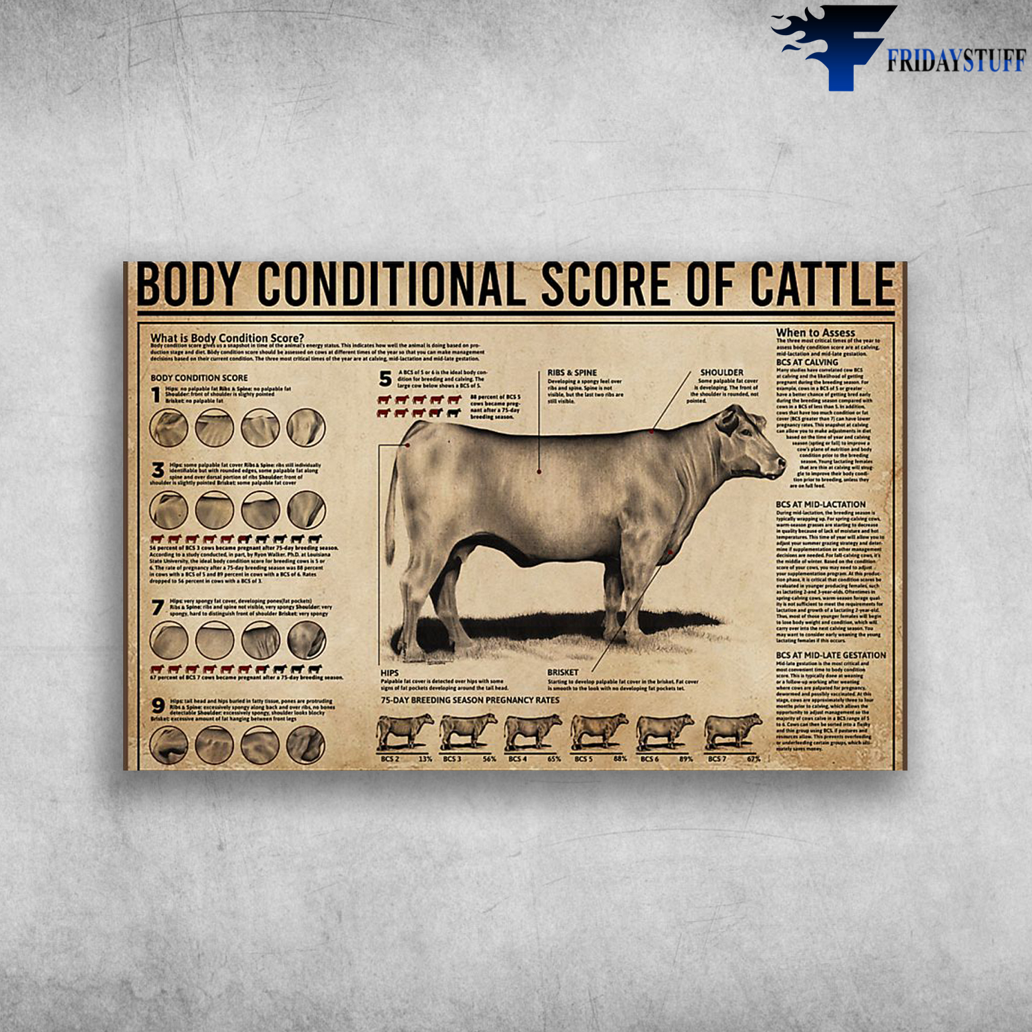 Body Conditional Score Of Cattle Cow Anatomy