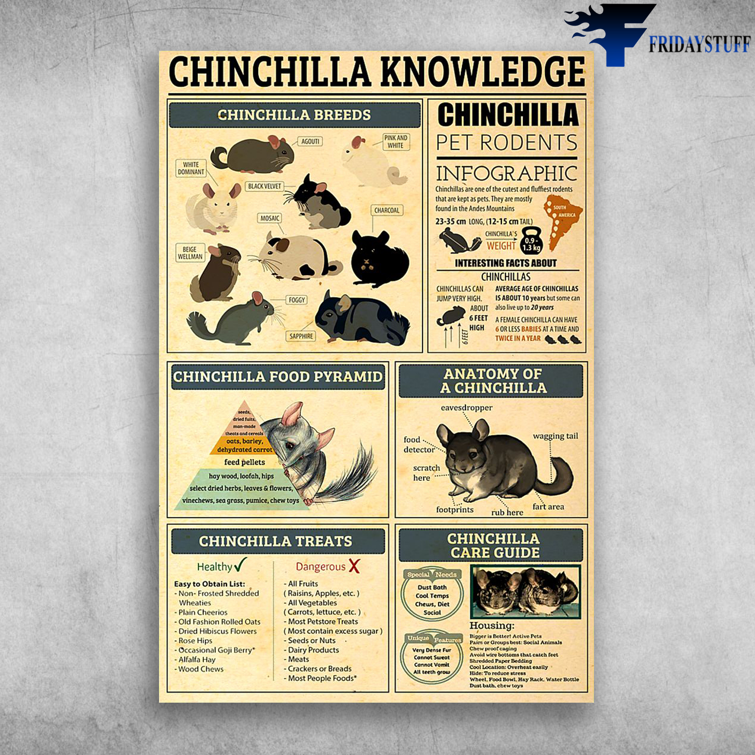 Chinchilla Knowledge Chinchilla Breeds Anatomy Of A Chinchilla
