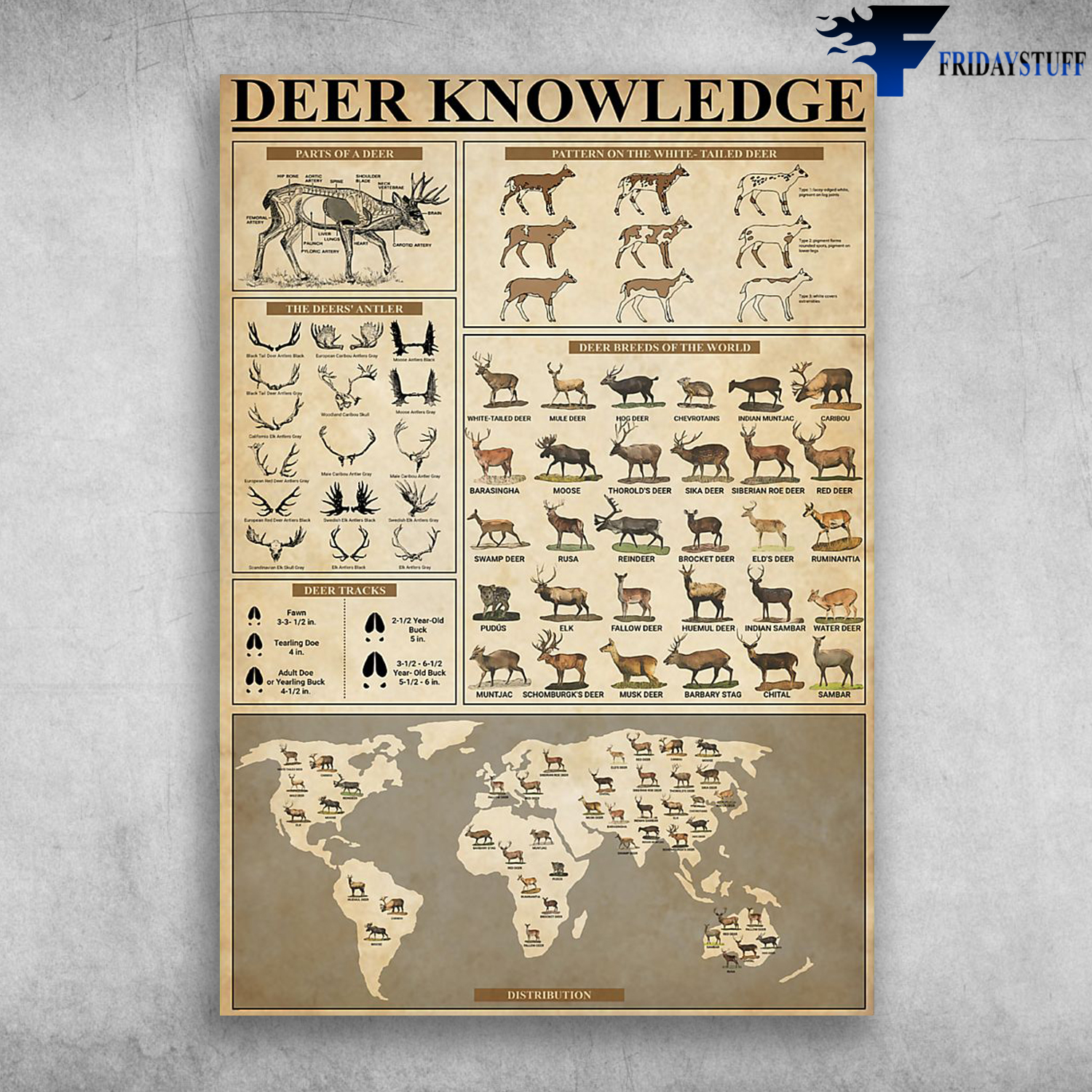 Deer Knowledge Deer Breeds Of The World Parts Of A Deer