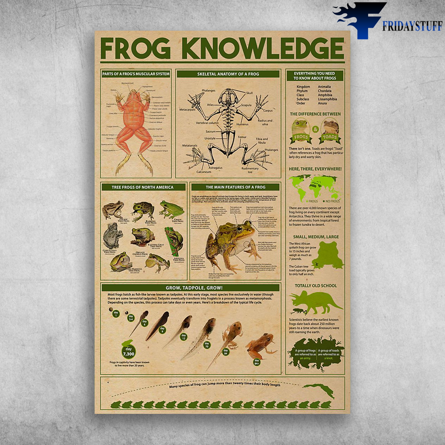 parts of the frogs