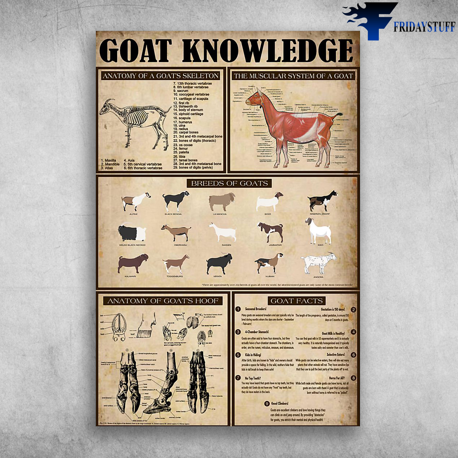 Goat Knowledge Anatomy Of A Goats Skeleton