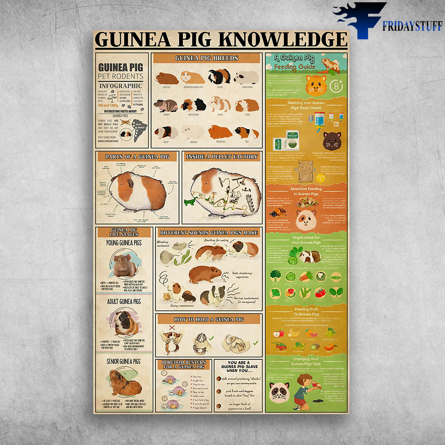 Guinea Pig Knowledge A Guinea Pig Feeding Guide