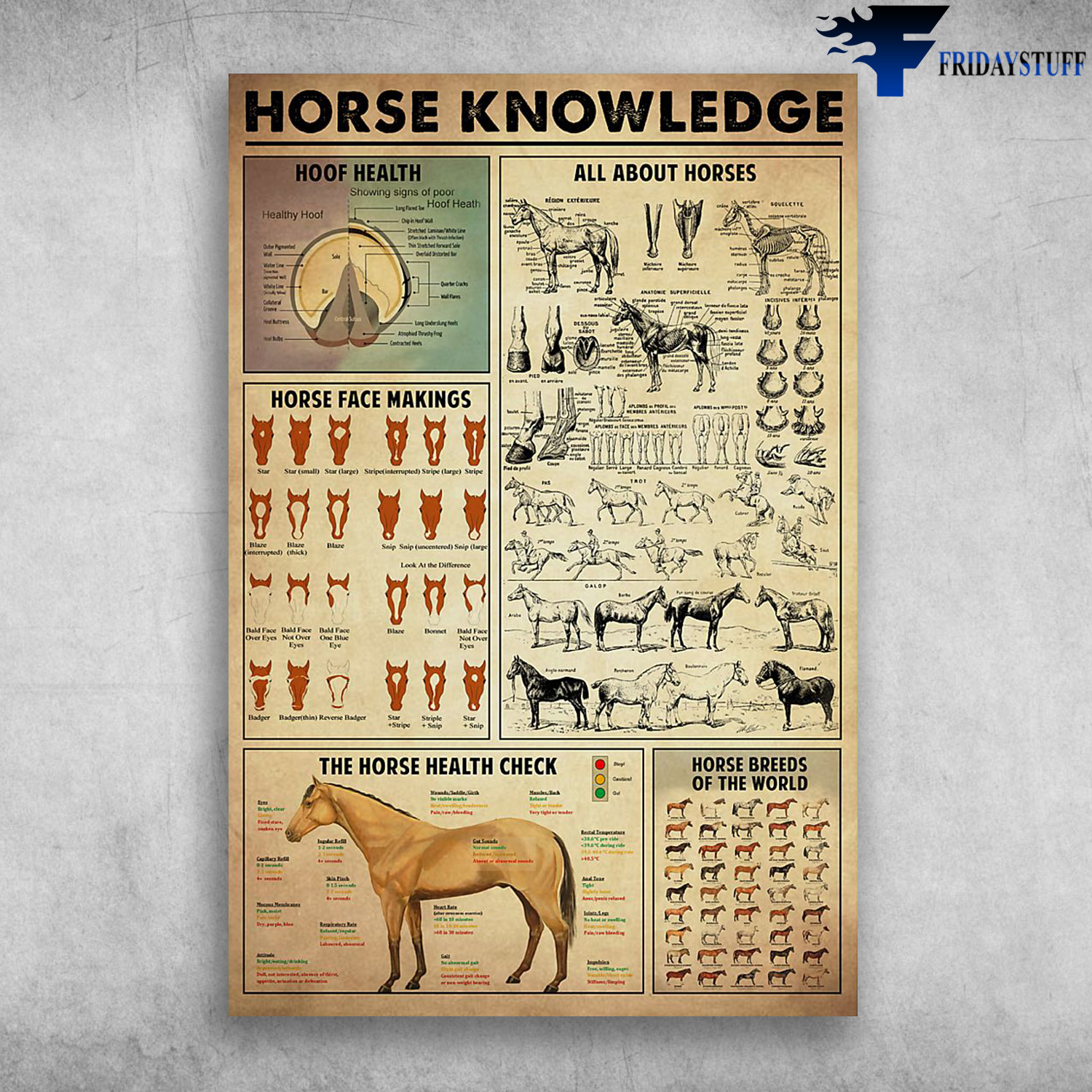 Horse Knowledge Hoof Health Horse Face Makings All About Horses