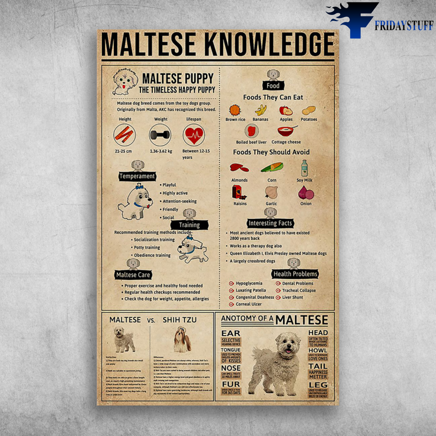 Maltese Knowledge Maltese Puppy The Timeless Happy Puppy