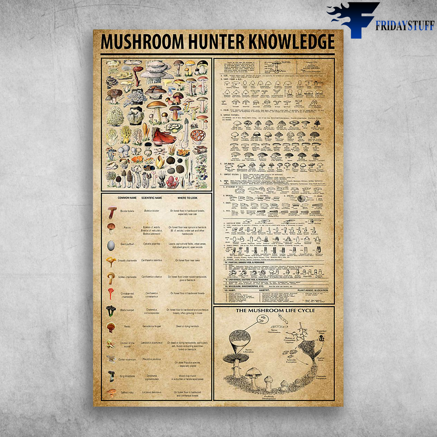 Mushroom Hunter Knowledge The Mushroom Life Cycle