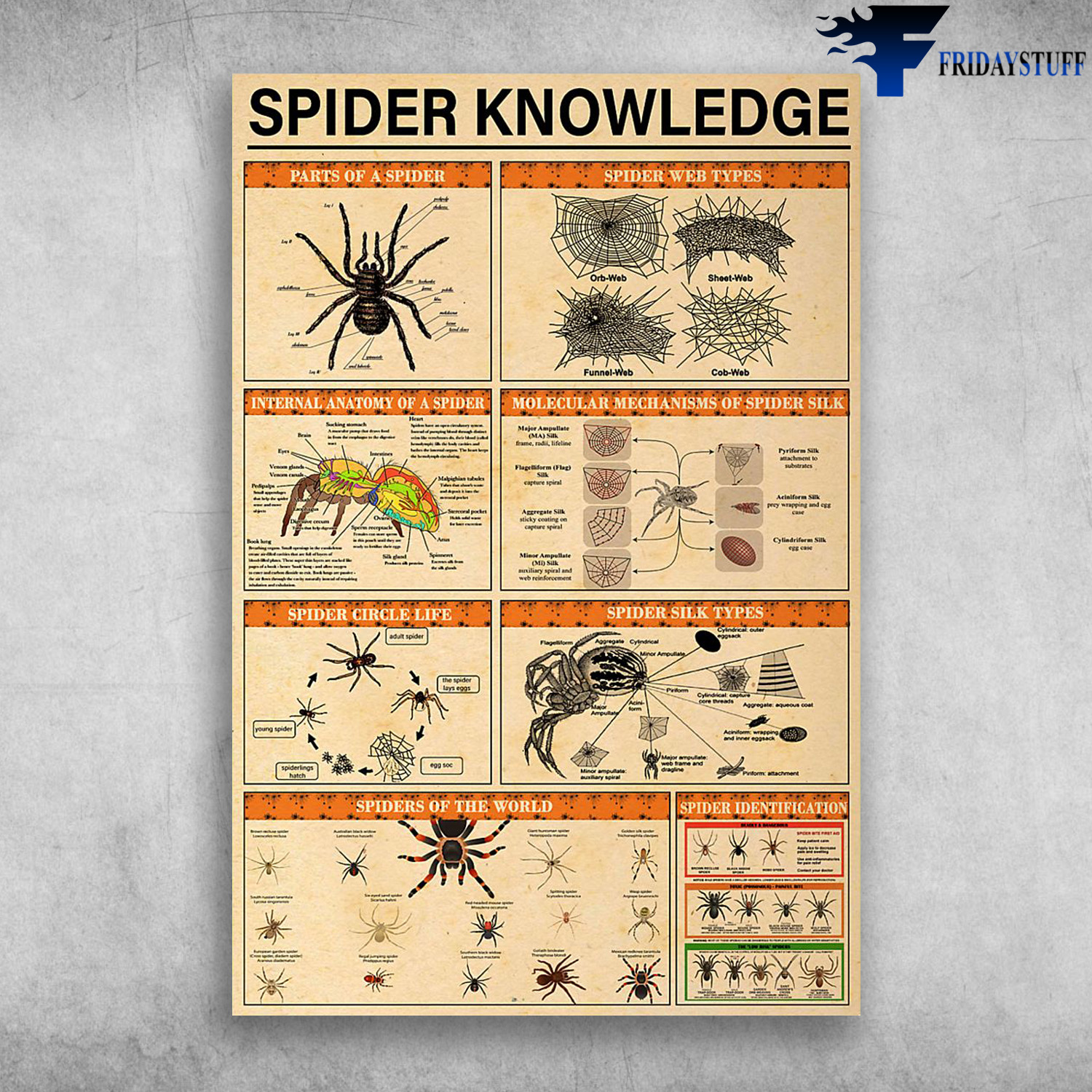 Spider Knowledge Internal Anatomy Of A Spider Parts Of A Spider