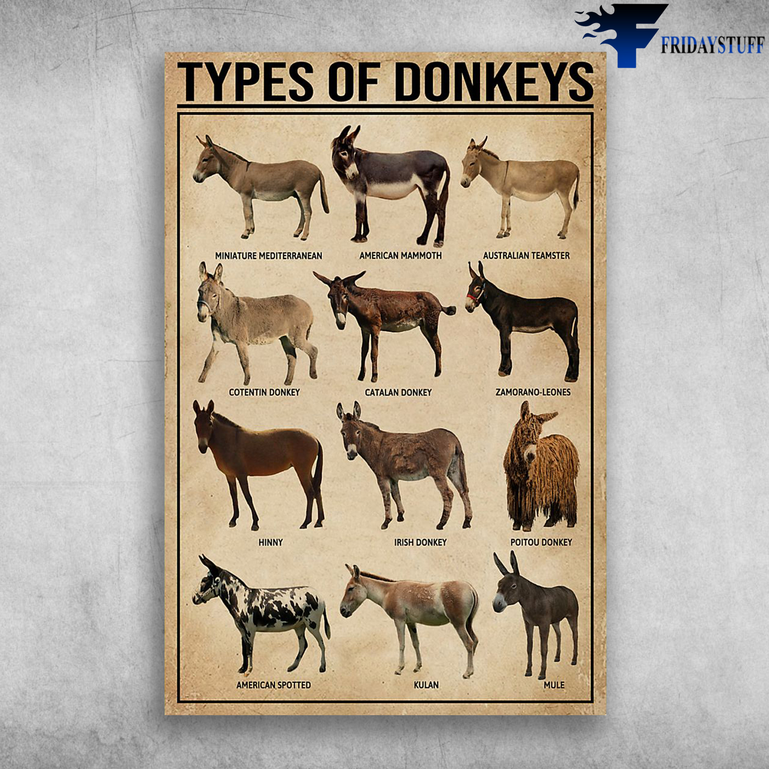 Types Of Donkeys Miniature Mediterranean American Mammoth