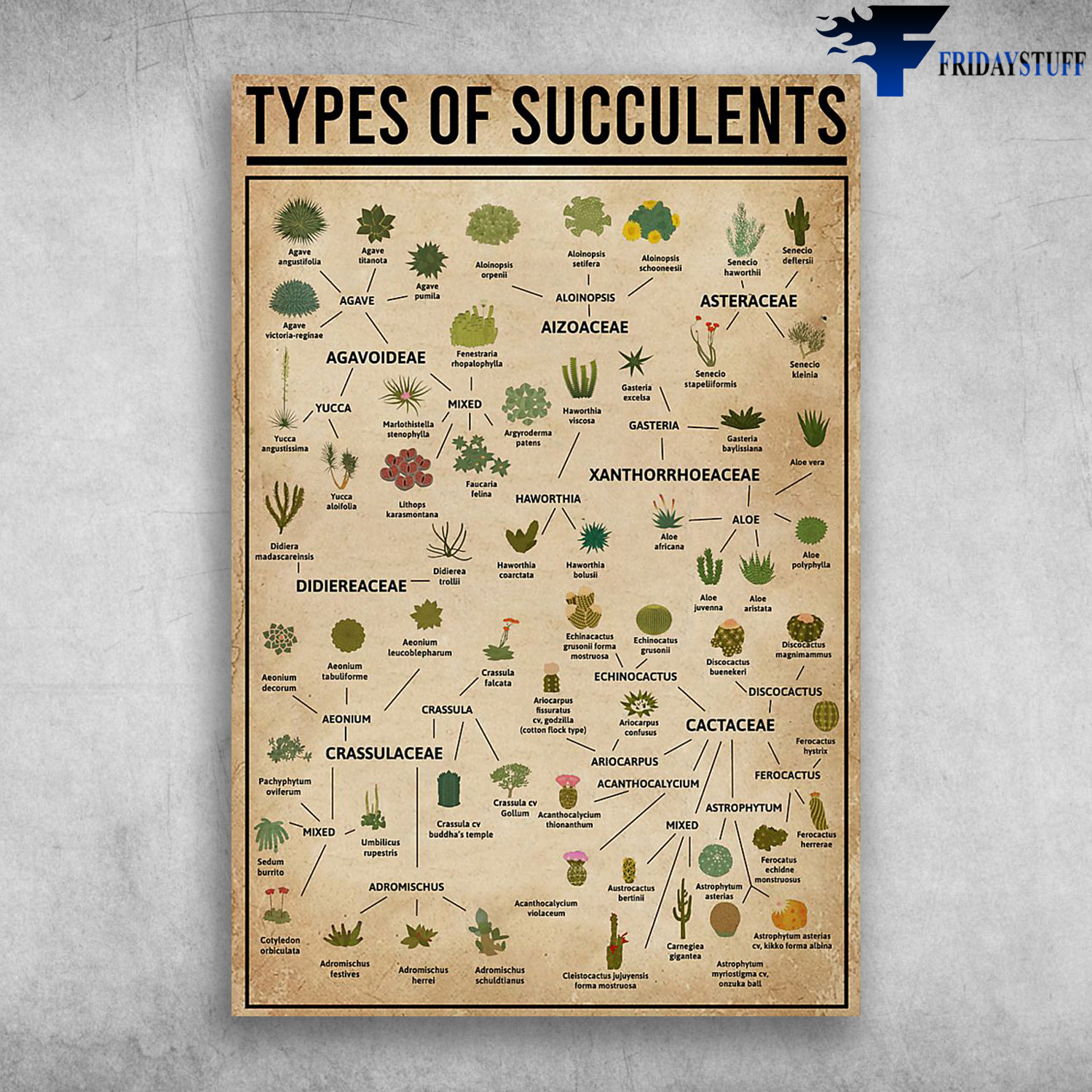 Types Of Succulents Agavoideae Aizoaceae Asteraceae