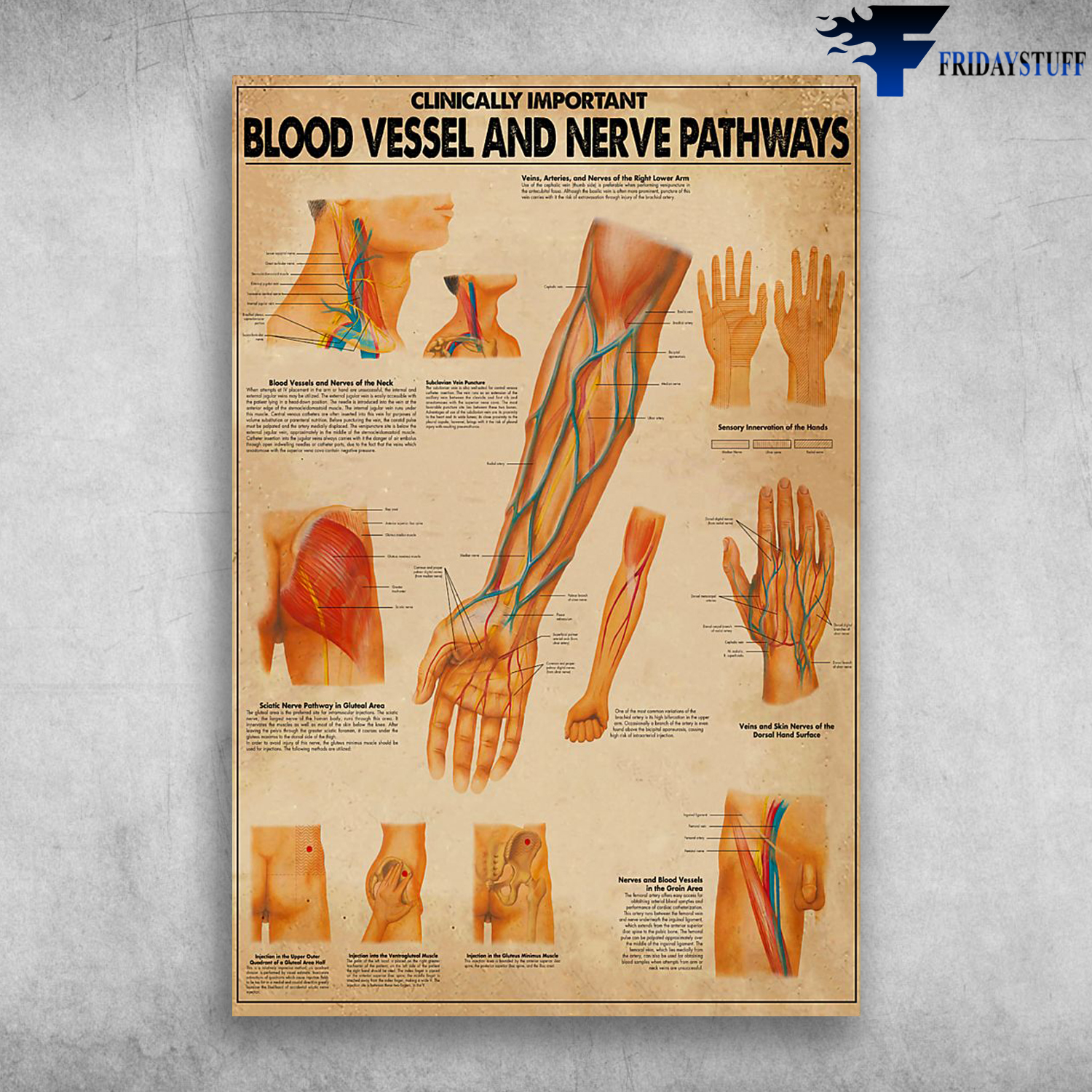 Clinically Important Blood Vessel And Nerve Pathways Nerves Of The Right Lower Arm