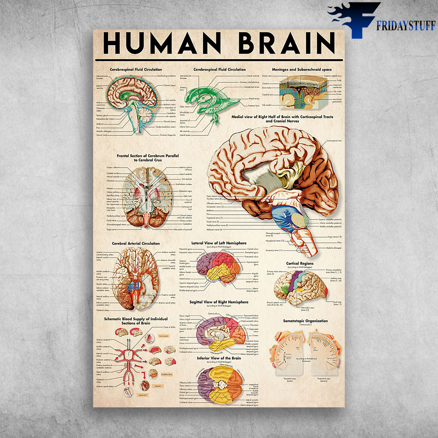 Human Brain Anatomy Cerebrospinal Fluid Circulation