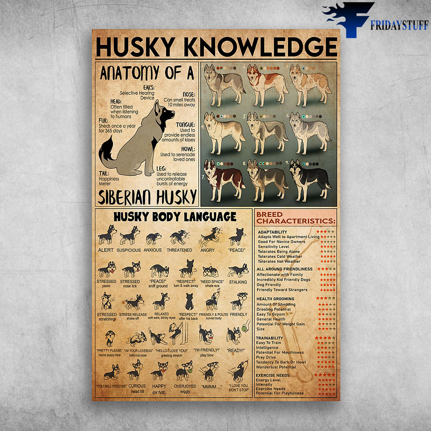 Husky Knowledge Anatomy Of A Siberian Husky Breed Characteristics