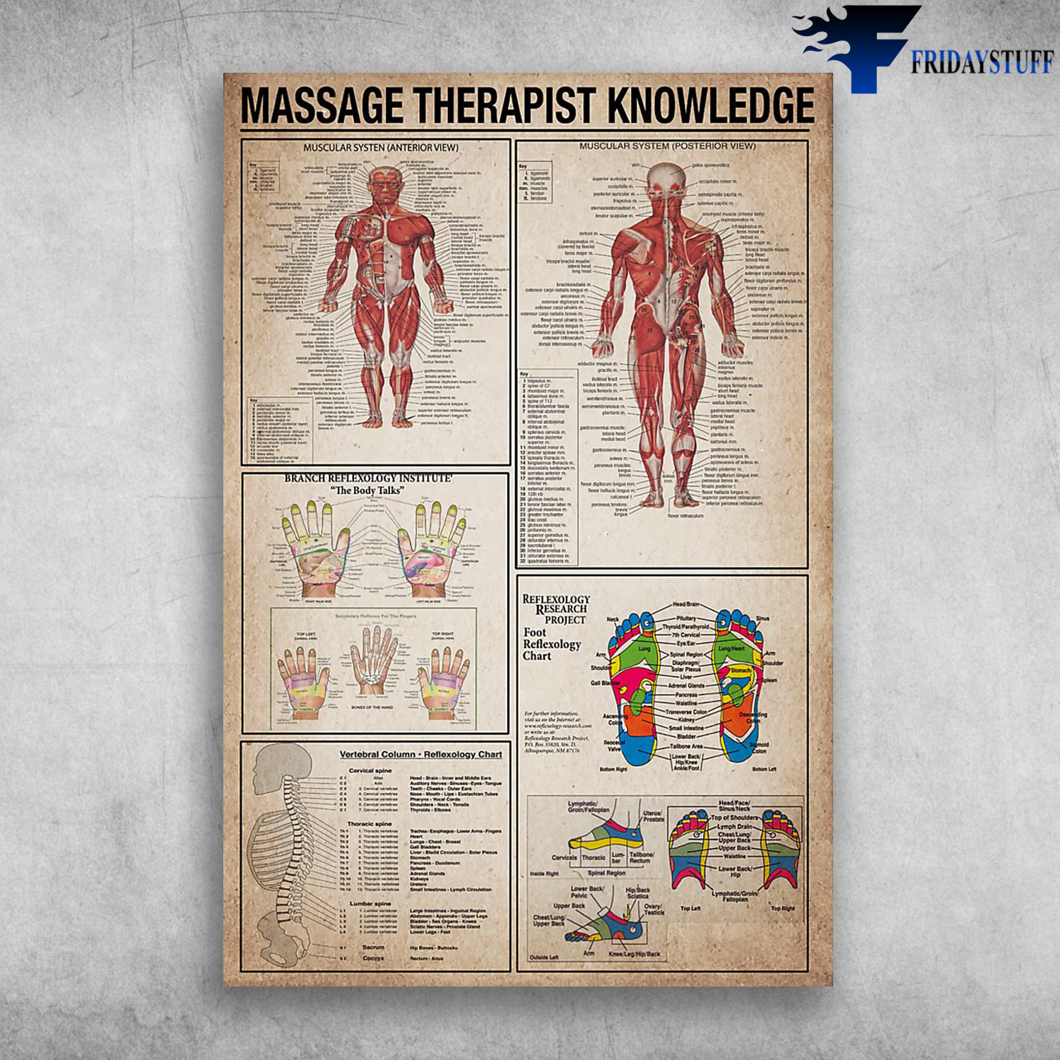 Massage Therapist Knowledge Muscular Systen Branch Reflexology Institude