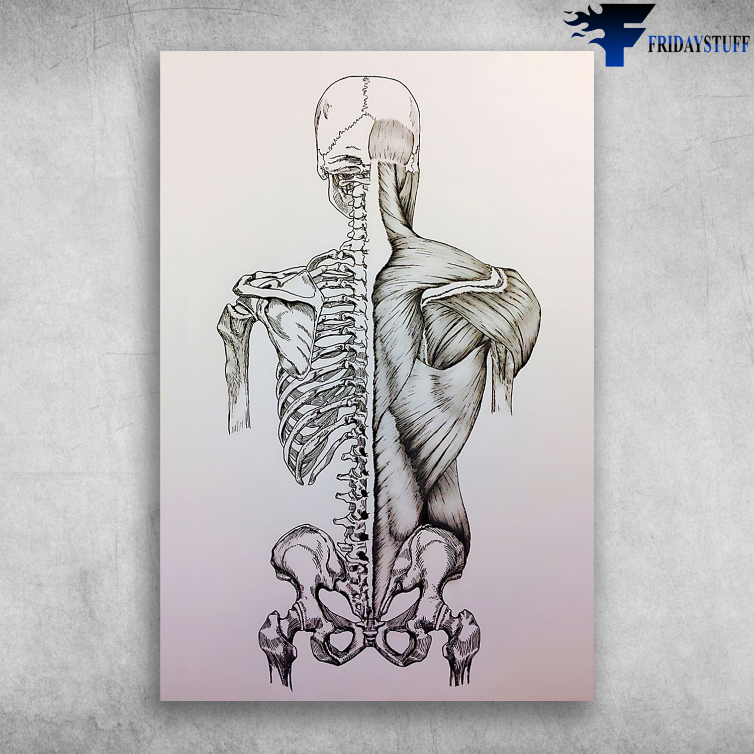 Skeleton And Muscles Drawing Im A Massage Therapist Human Body Anatomy