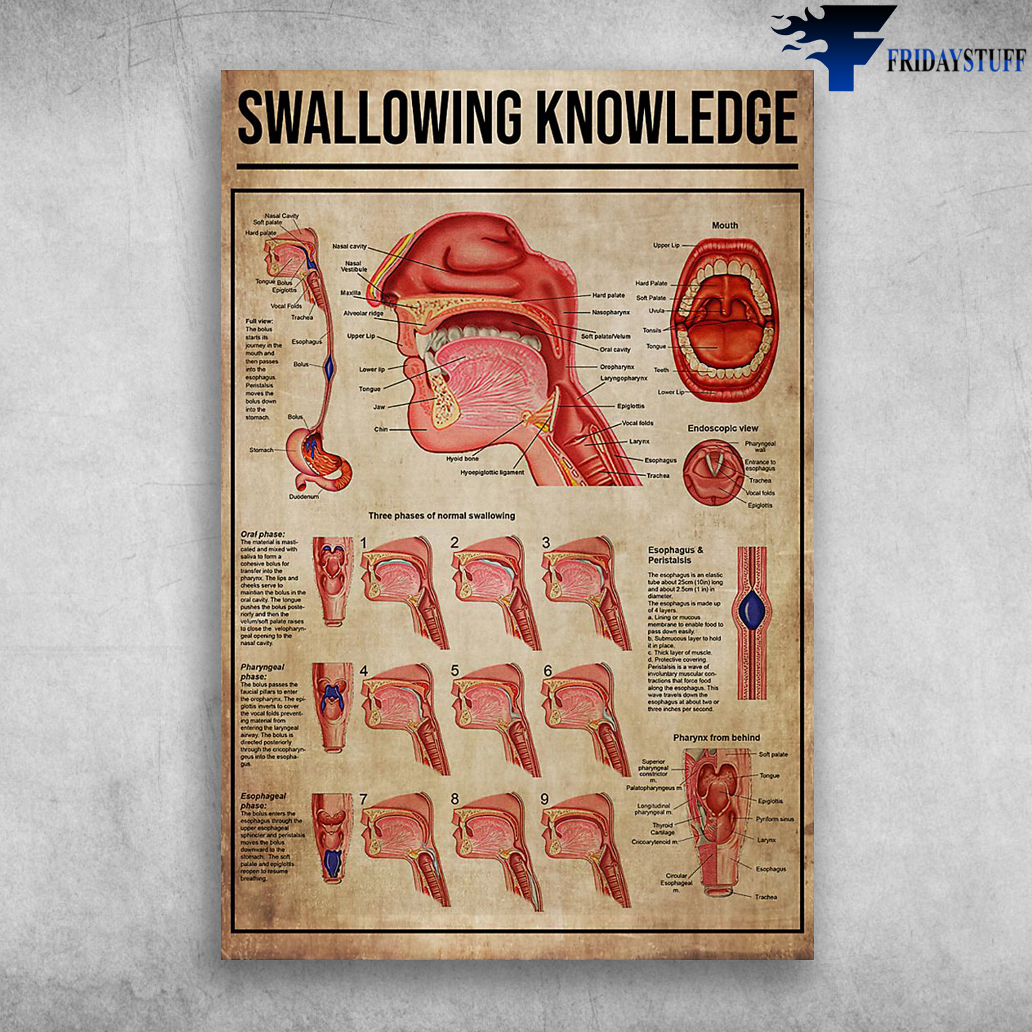 Swallowing Knowledge Anatomy Of Normal Swallowing