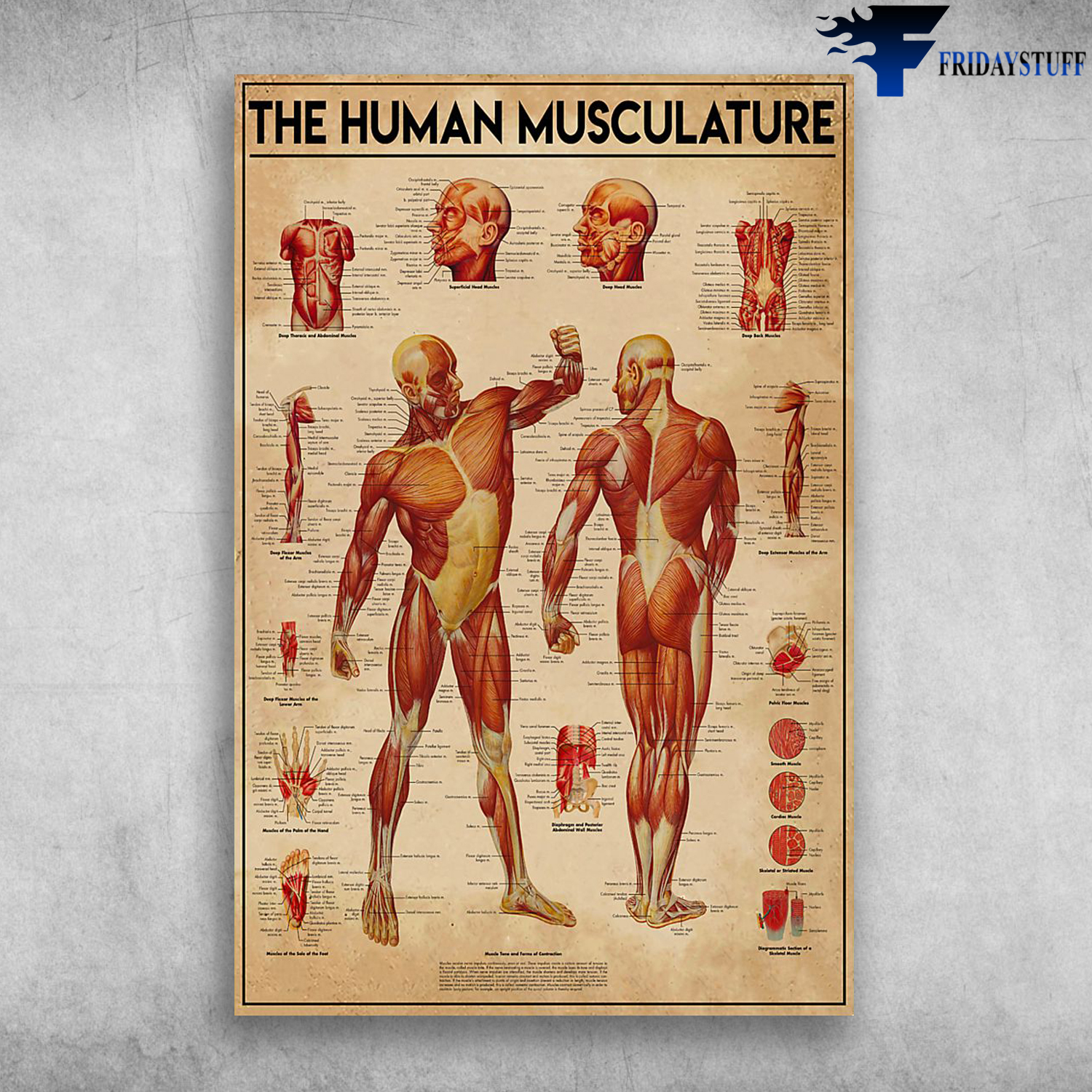 The Human Musculature Human Body Anatomy