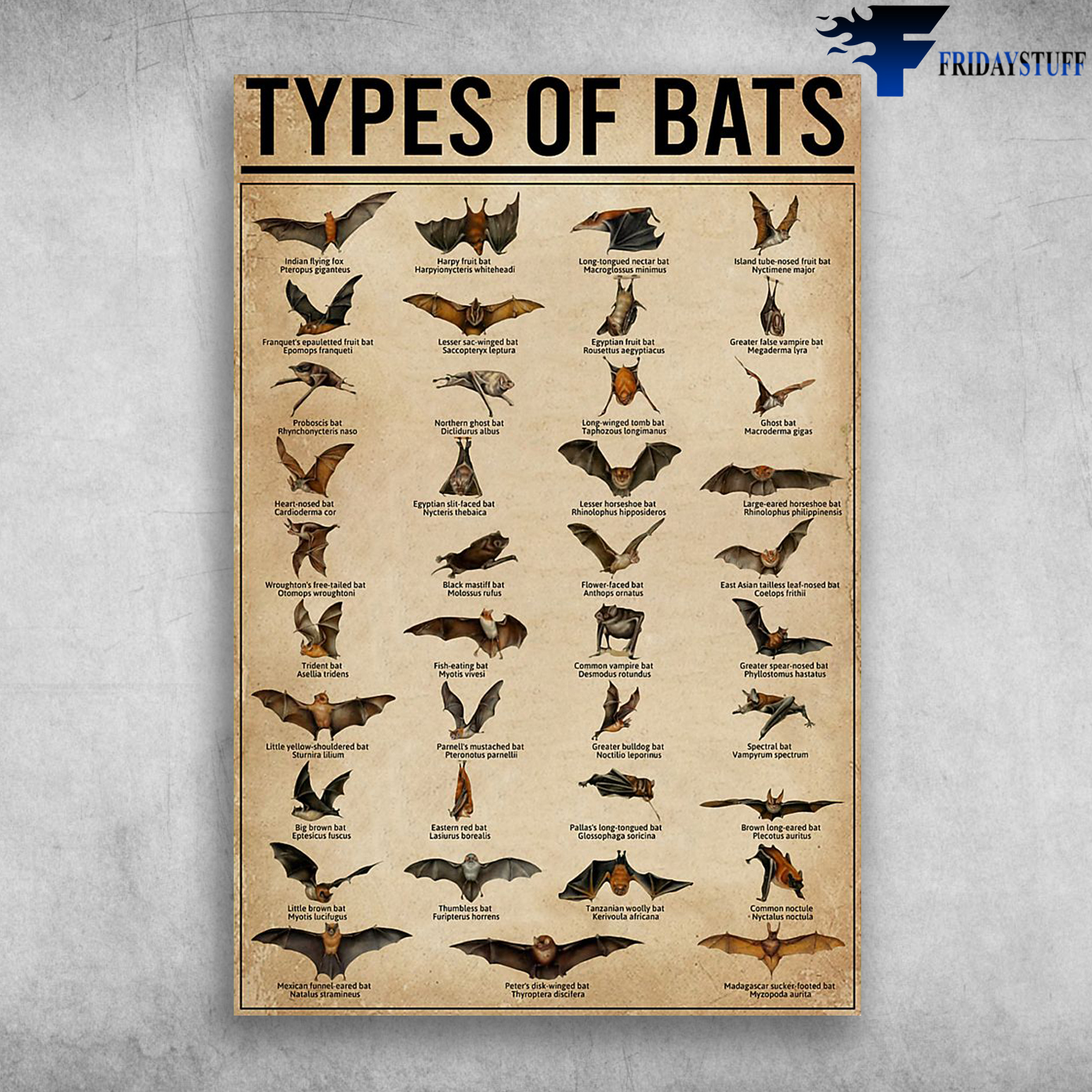 Types Of Bat Indian Flying Fox Pteropus Giganteus
