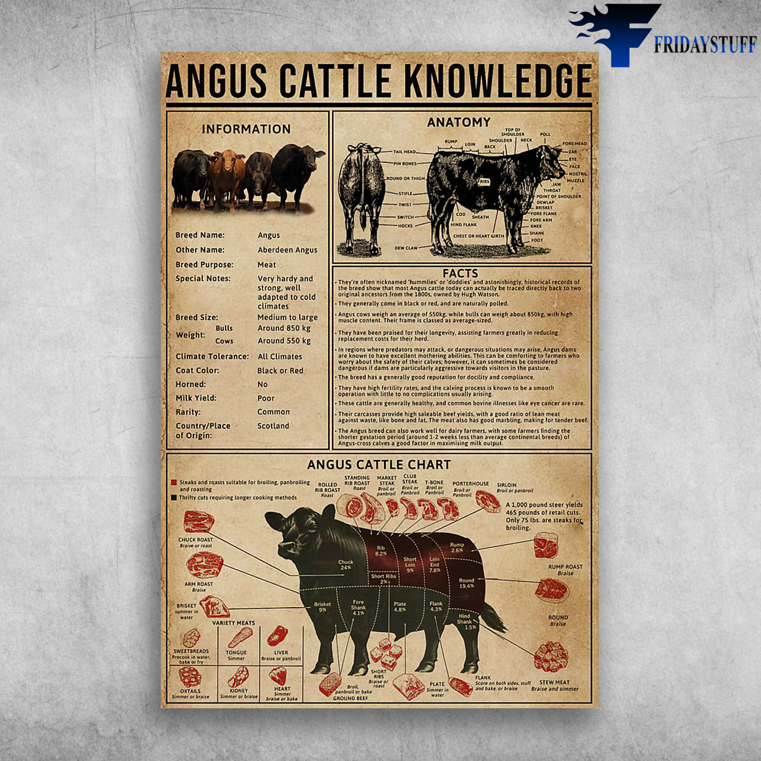 Angus Cattle Knowledge Angus Cattle Chart Angus Cattle Anatomy