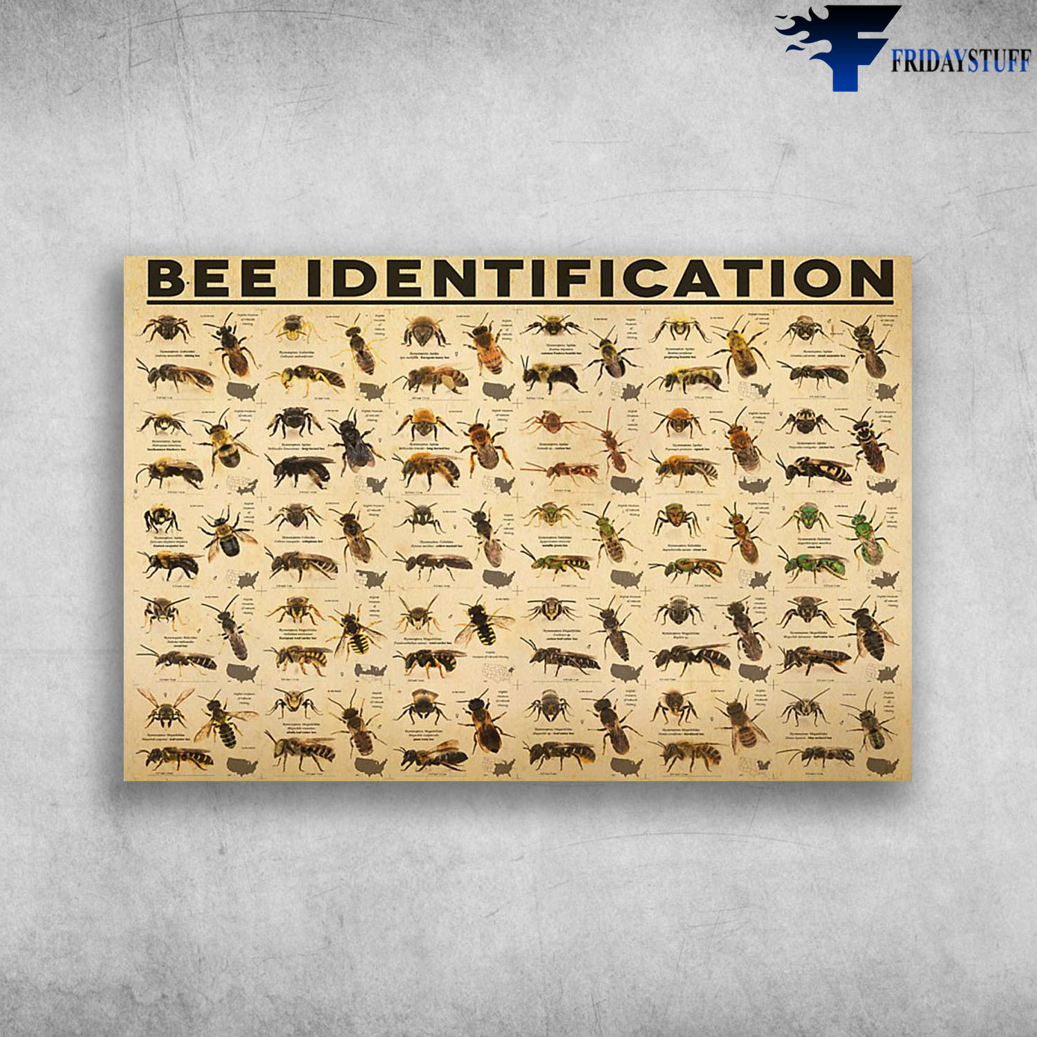 types of bees