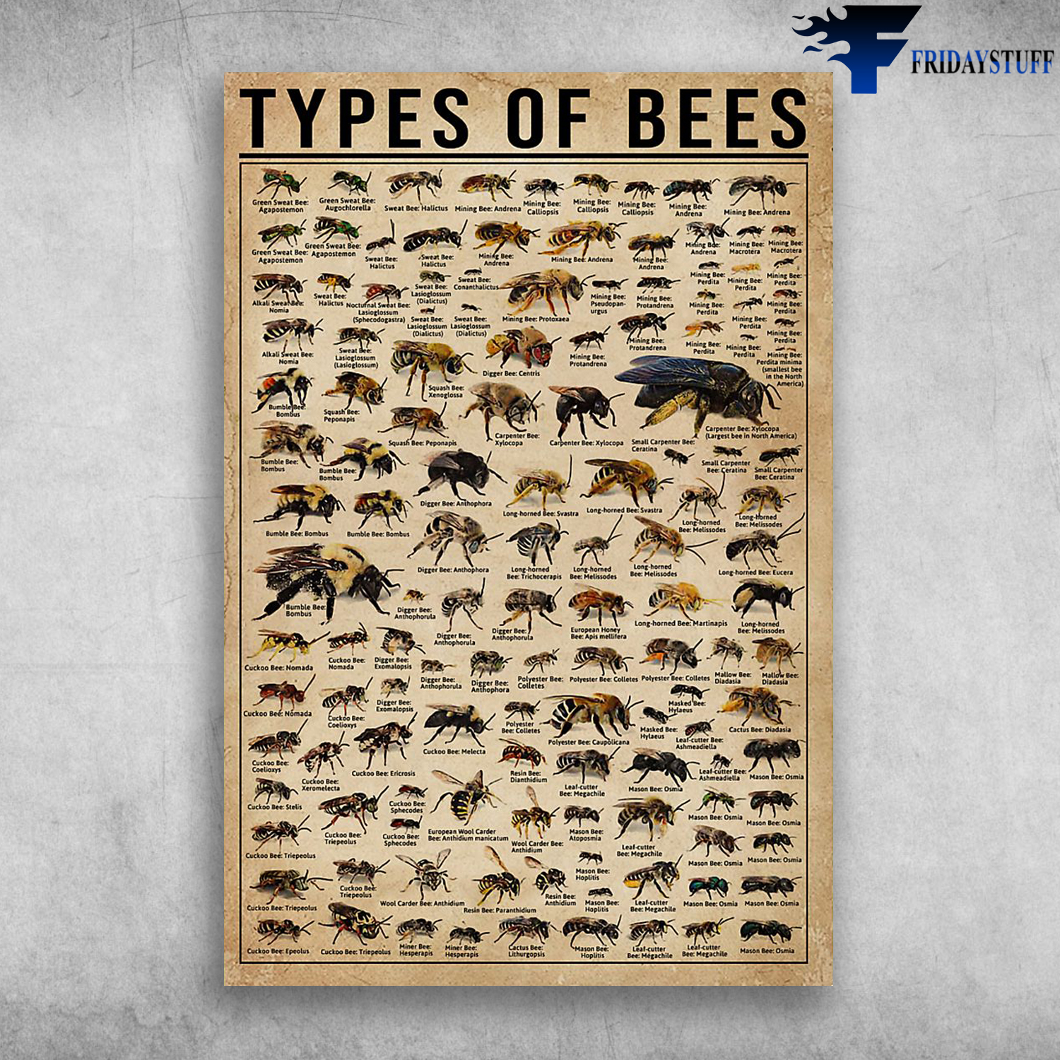 Bee Species Types Of Bees Different Types Of Bees