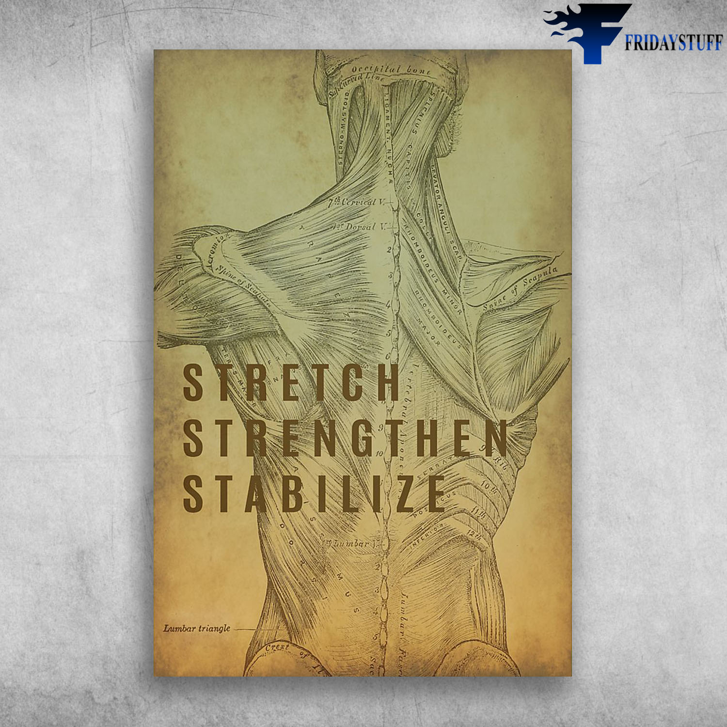 Human Back Anatomy Stretch Strengthen Stabilize