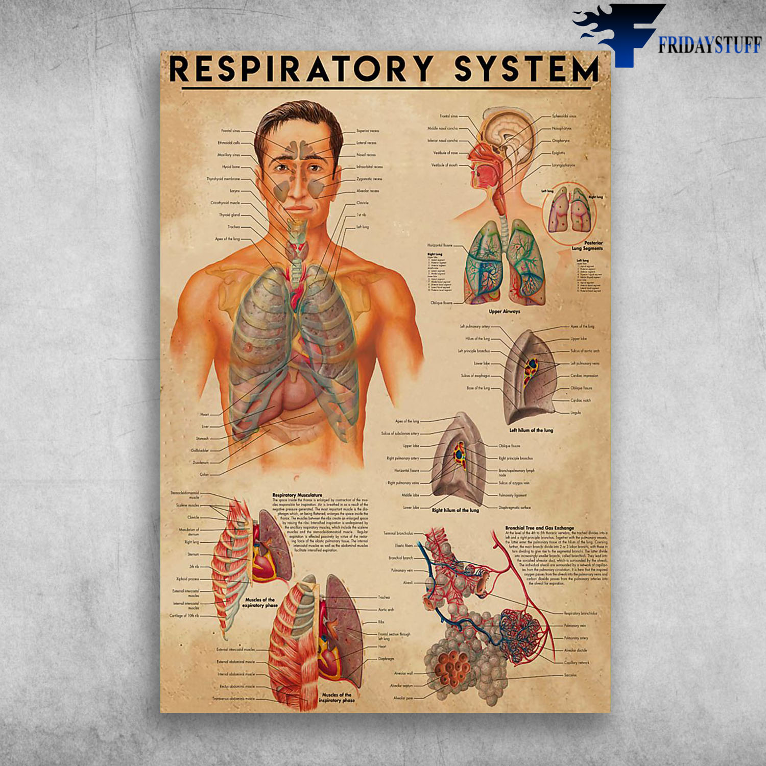 Human Respiratory System Human Respiratory Anatomy