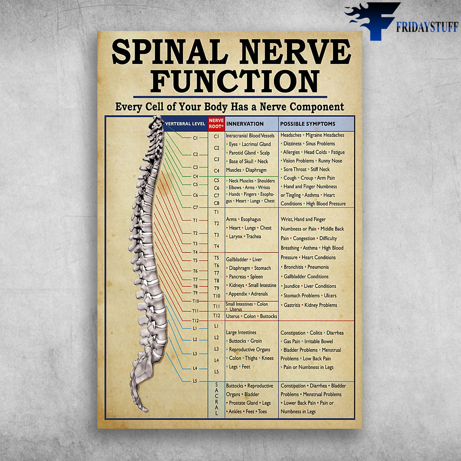 Spinal Nerve Function Every Cell Of Your Body Has A Nerve Componet