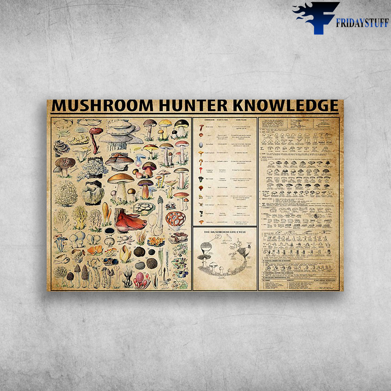 The Mushroom Life Cycle Mushroom Hunter Knowledge