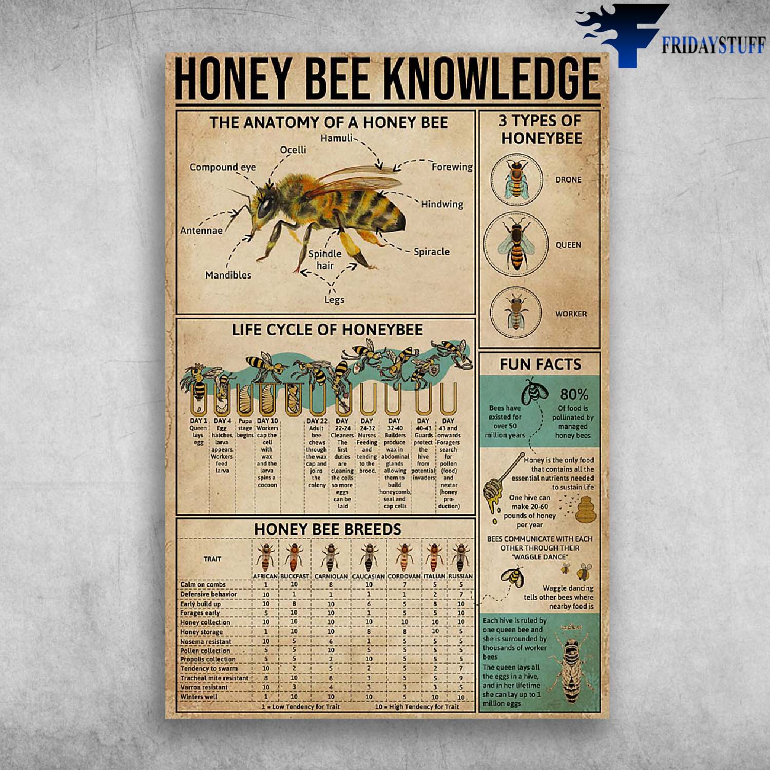 Honey Be Knowledge - The Anatomy Of A Honey Bee