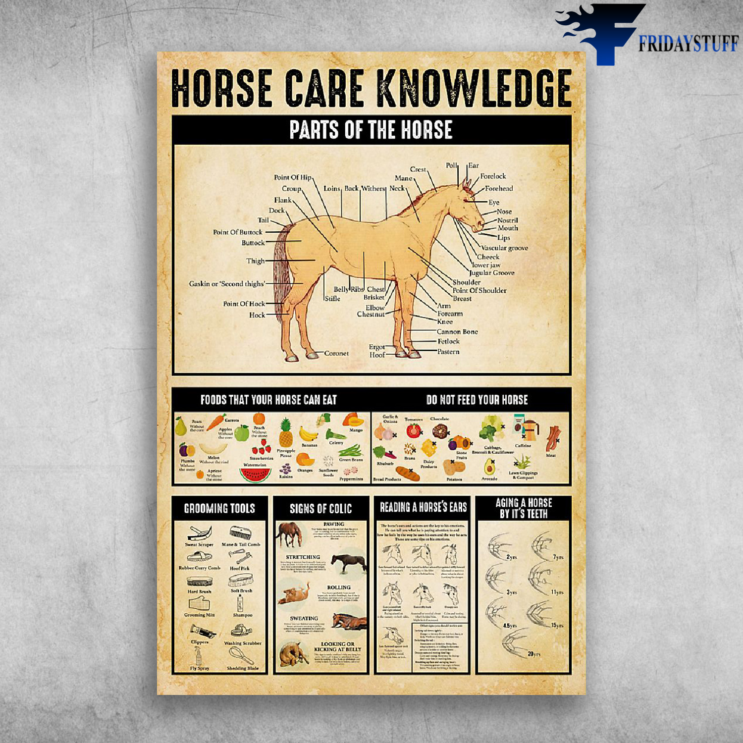 Horse Care Knowledge Parts Of The Horse