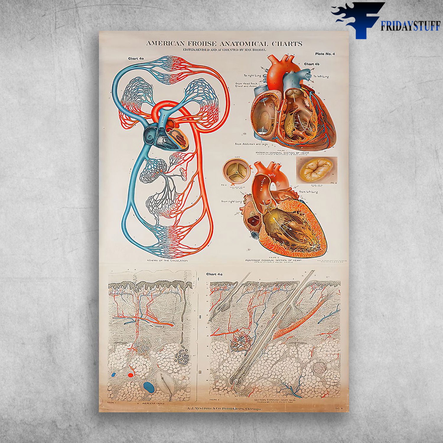 Structure Of The Circulatory System On The Human Body