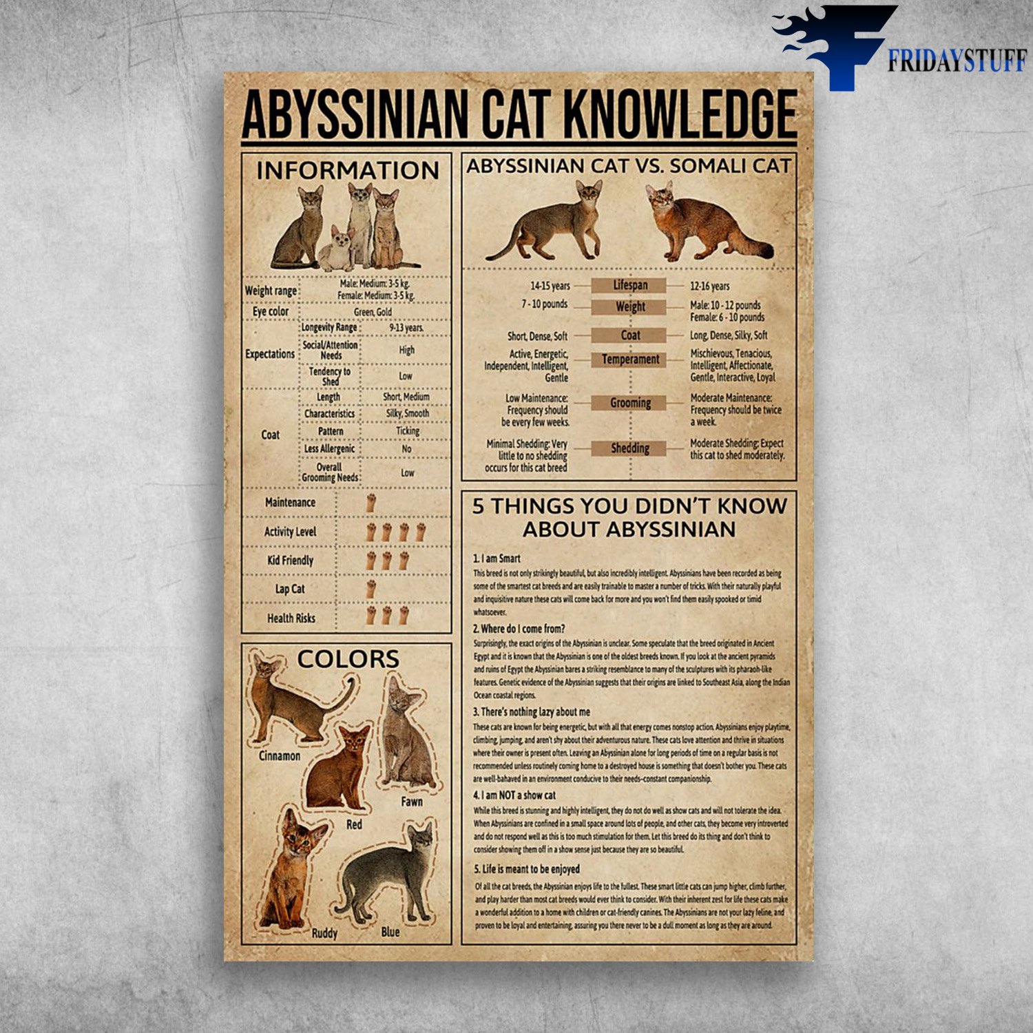 The Knowledge Of Abyssinian Cat - The Infomation, The Color, Abyssinian Vs. Somali Cat, 5 Things You Didn't Know About Abyssinian