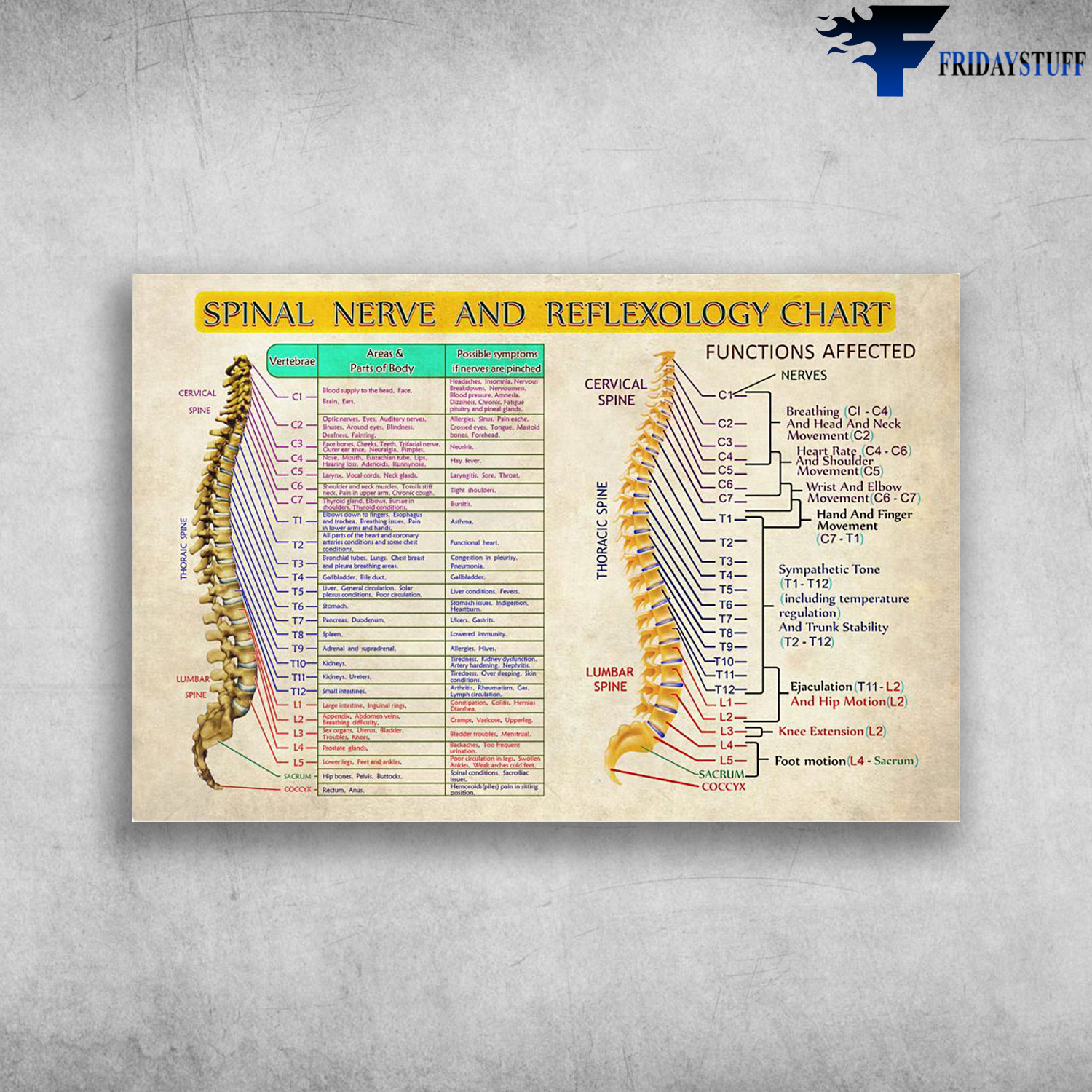 Chiropractic Chart - Spinal Nerve And Reflexology Chart, Cervical Spine, Functions Affected, Nerves, Thoracic Spine, Lumbar Spine, Breathing And Head And Neek