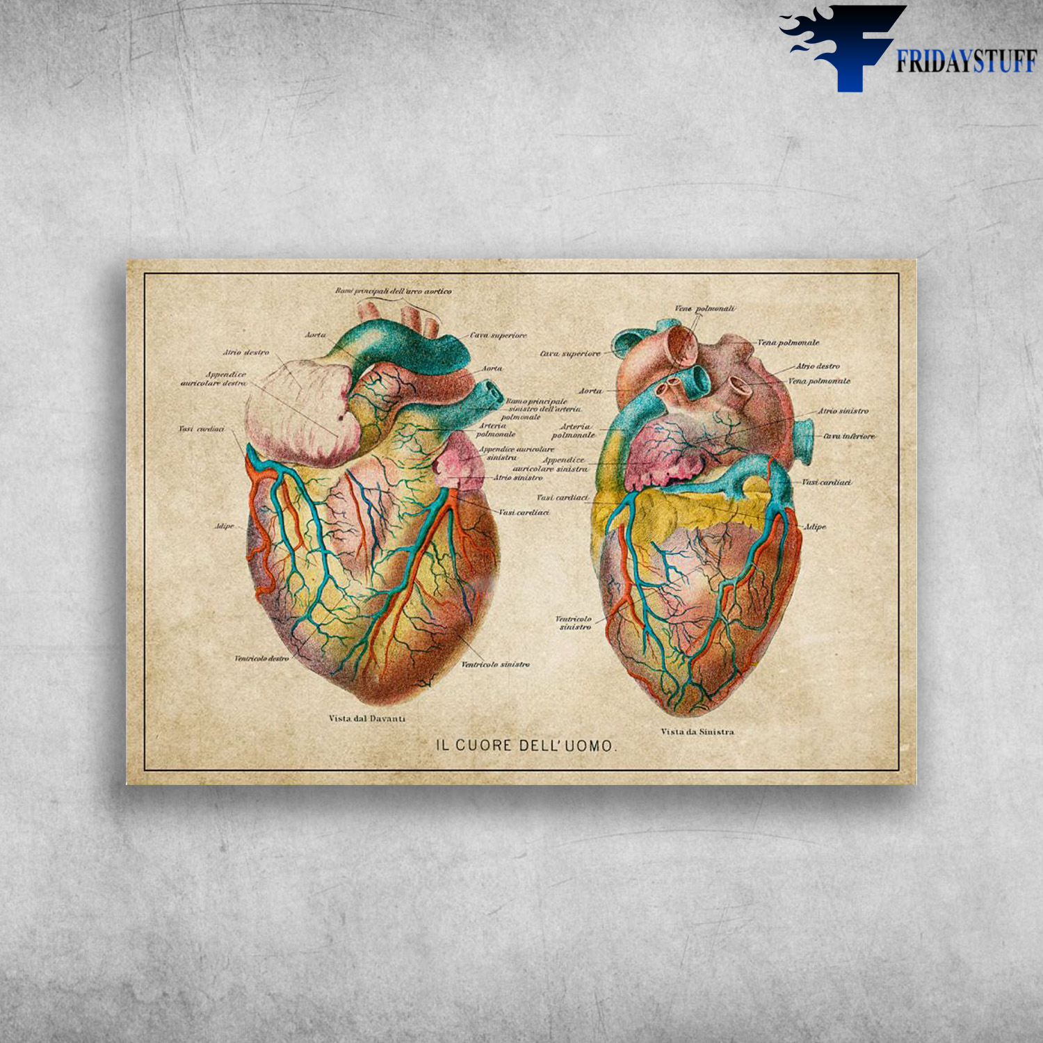 Vintage Heart Anatomy - Il cuore dell'uomo