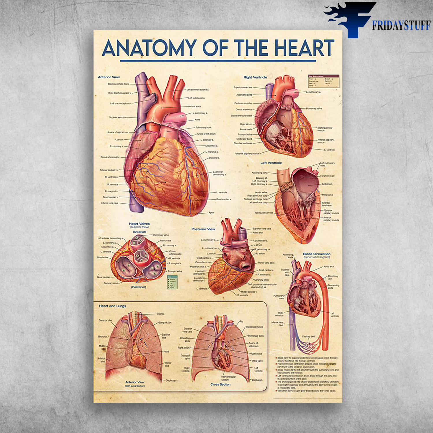 Heart Anatomy - Anatomy Of The Heart, Anterior View, Right Ventricle, Heart Valves, Posterior View