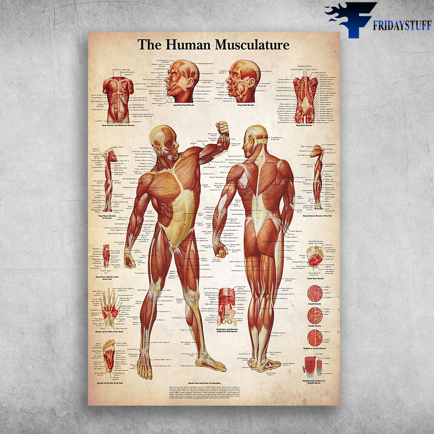 The Human Musculature - Manial Therapy Human Muscle, Human Body