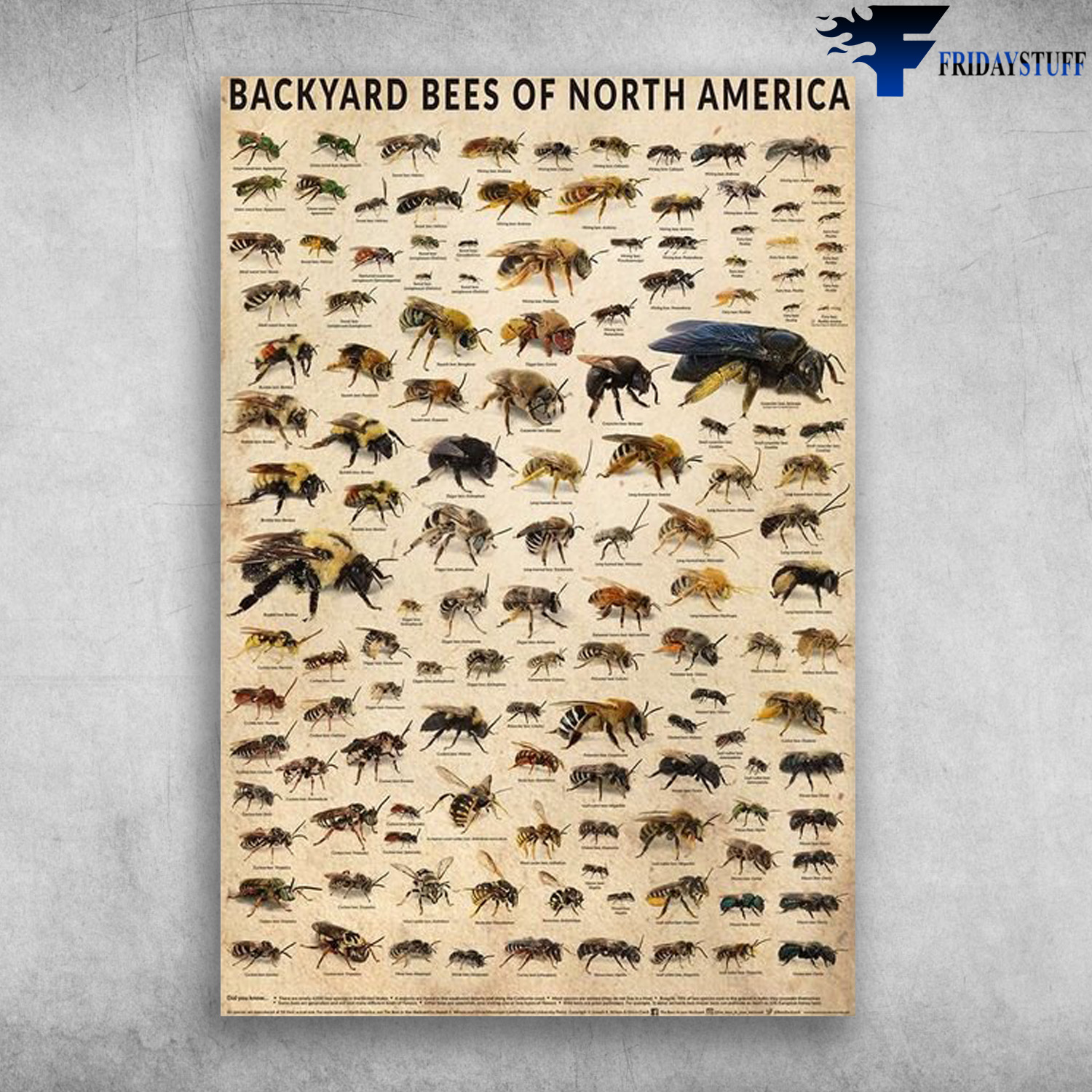 Backyard Bees Of North America, Types Of Bees In North AmericaBackyard Bees Of North America, Types Of Bees In North America