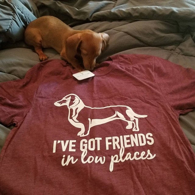 I've got friends in low places - Dachshund dog
