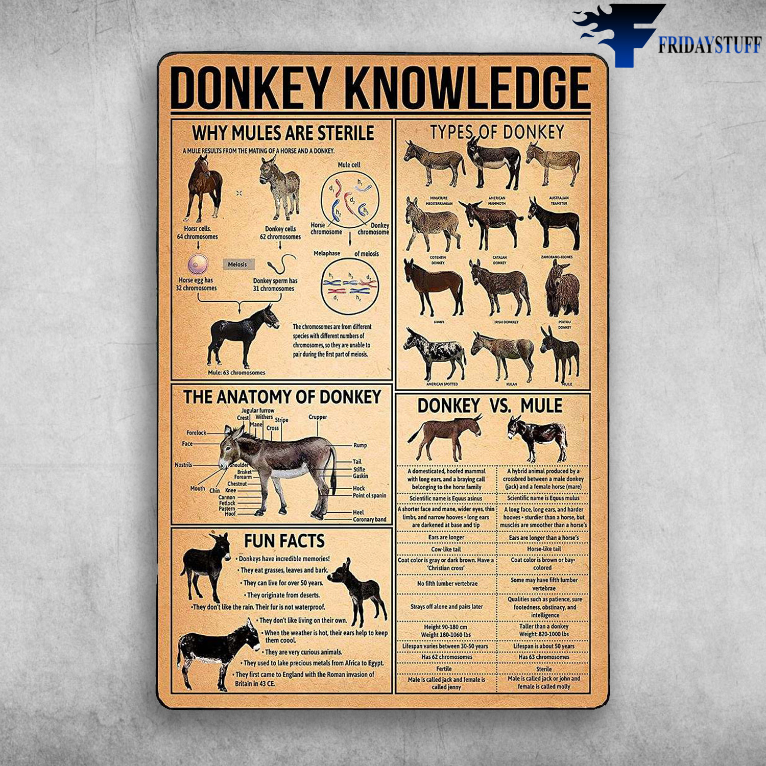 Donkey Knowledge - Why Mules Are Sterile, Types Of Donkey, The Anatomy Of Donkey, Fun Facct, Donkey VS. Mule, Types Of Donkey