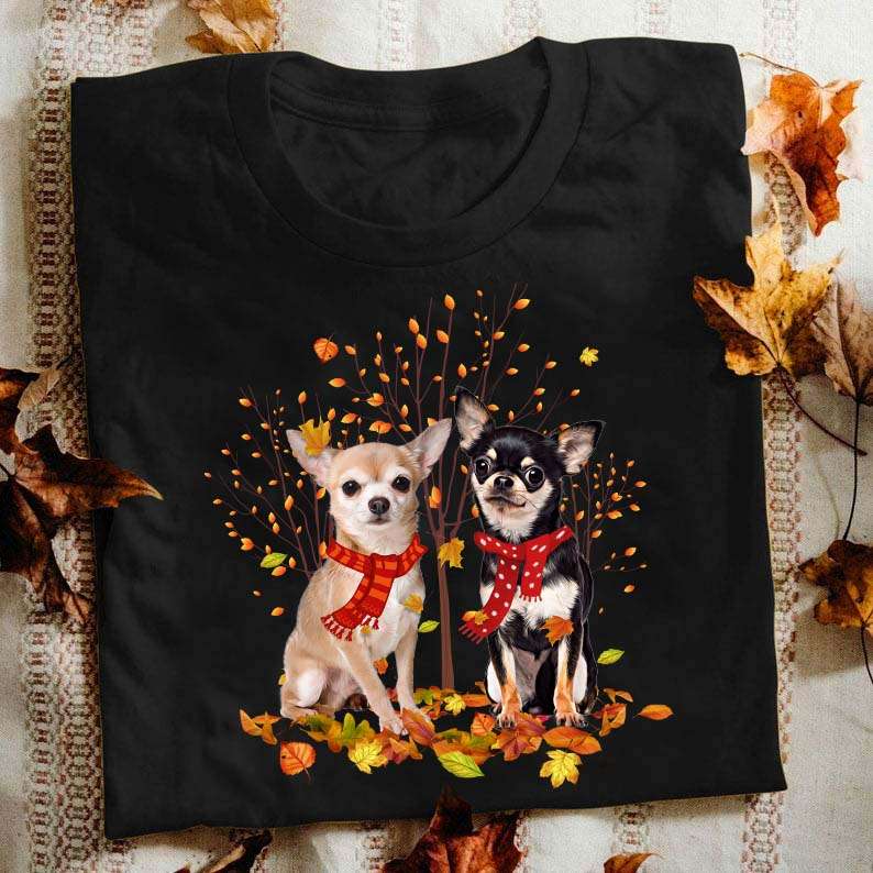 Chihuahua in autumn - Autumn the season, Chihuahua dog