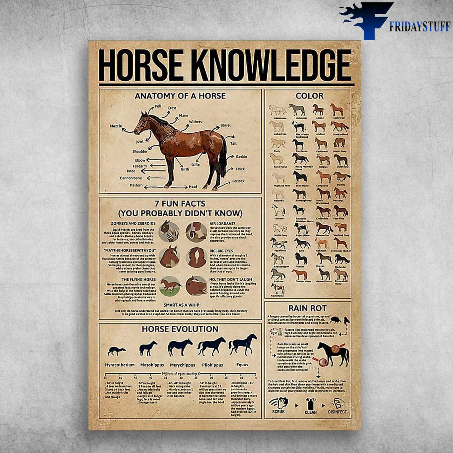 Horse Knowledge - Anatomy Of A Horse, Color, 7 Fun Facts, You Probaly Didn't Know, Horse Evolution, Rain Rot
