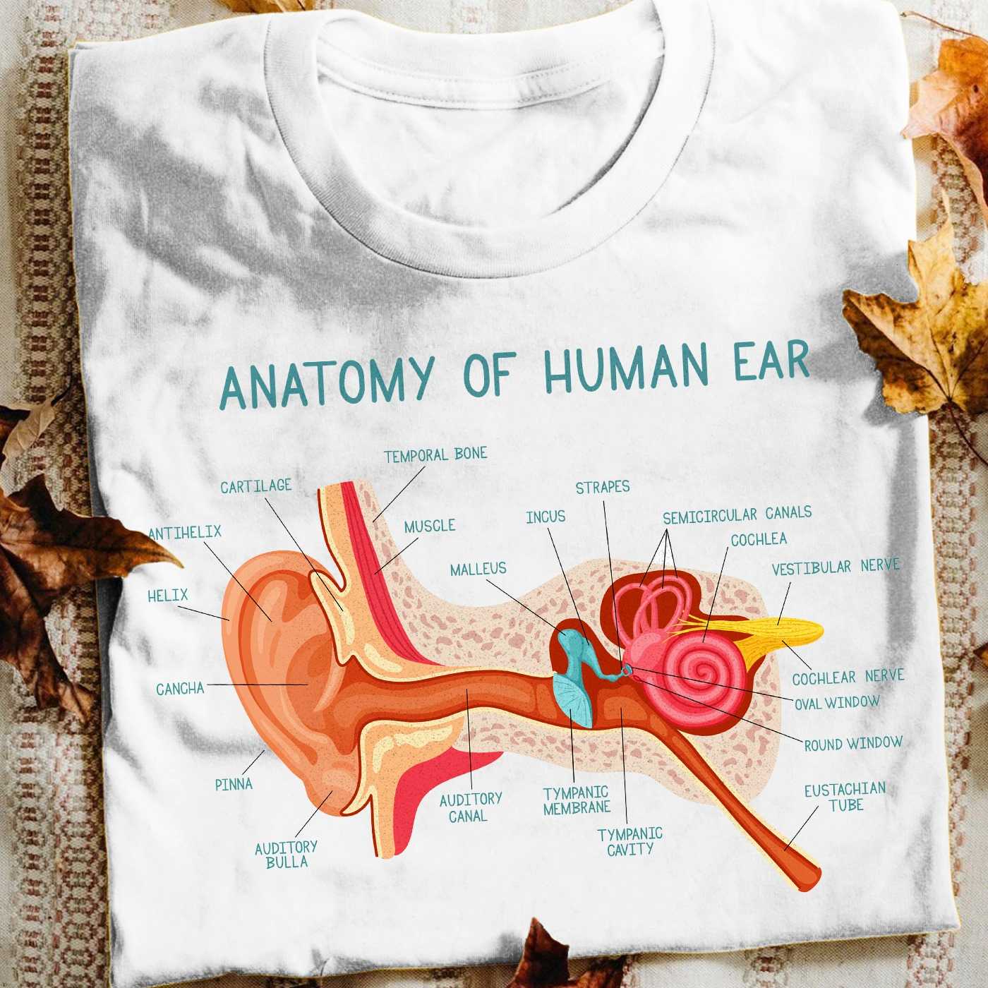 Structure Of The Ear - Anatomy of human ear