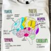 Brain Structure - Frontal Parietal Occipital Cerebellum Temporal