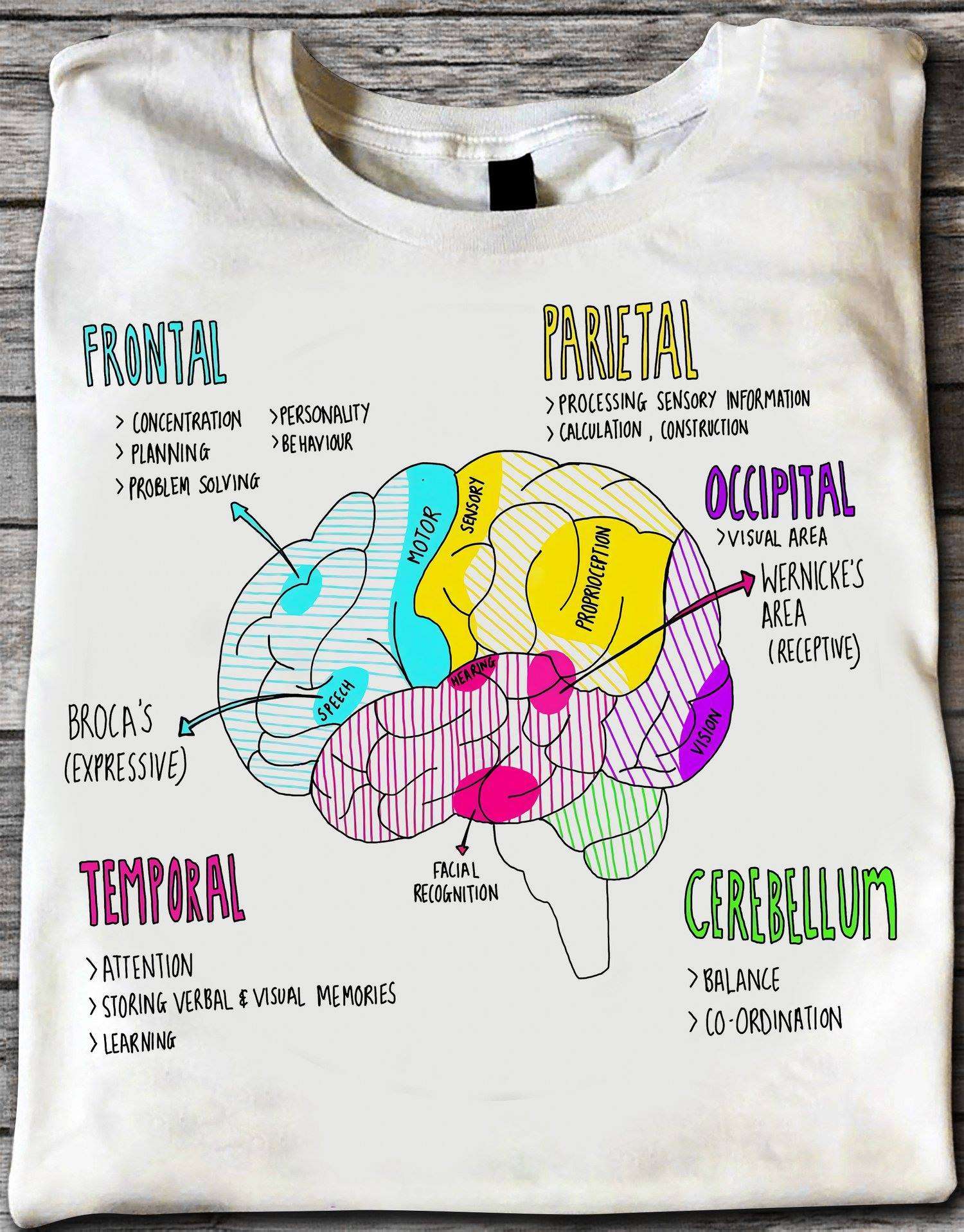 Brain Structure - Frontal Parietal Occipital Cerebellum Temporal