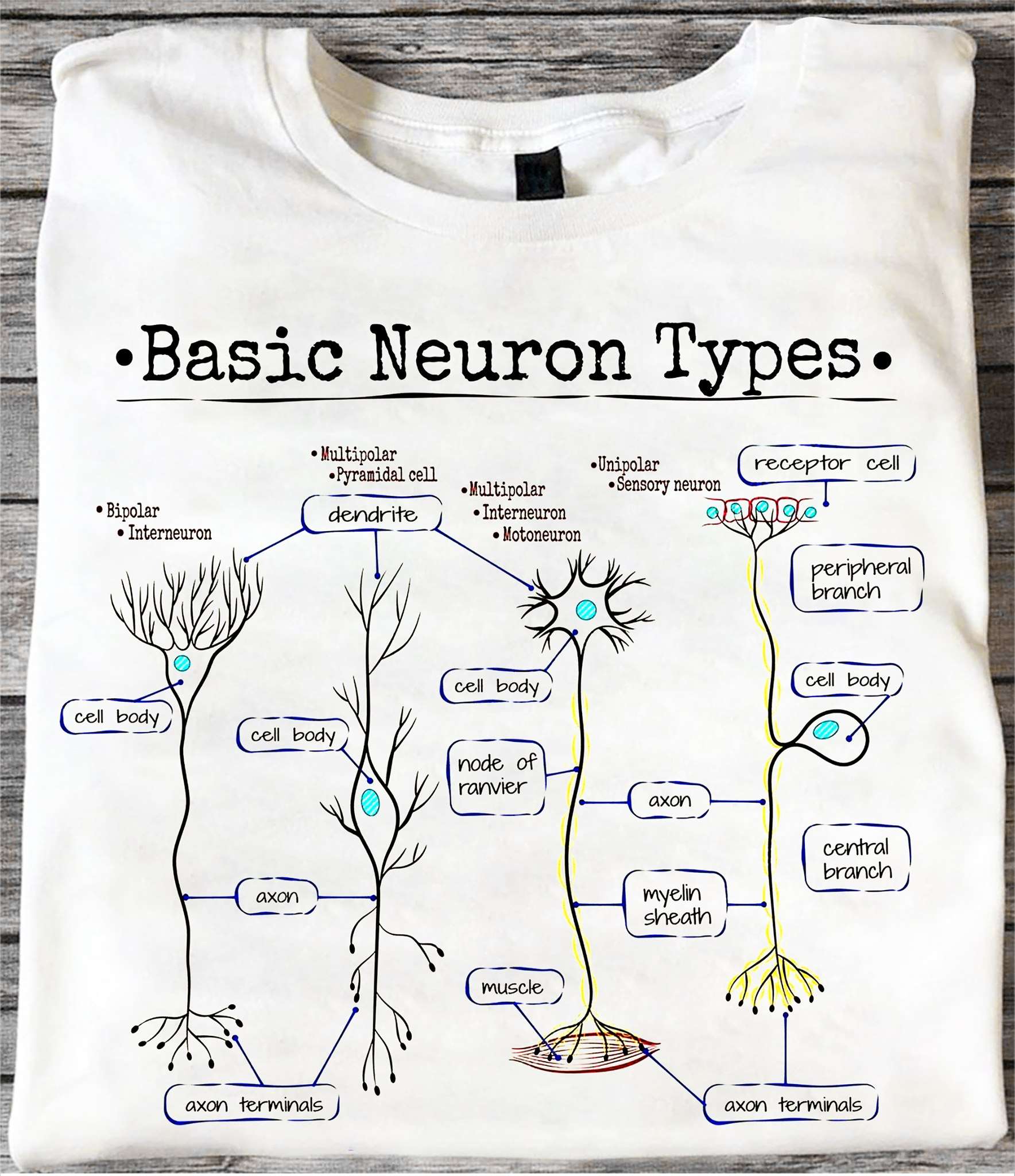 Basic Neuron Types - cell body, axon terminals, node of ranvier, myelin sheath