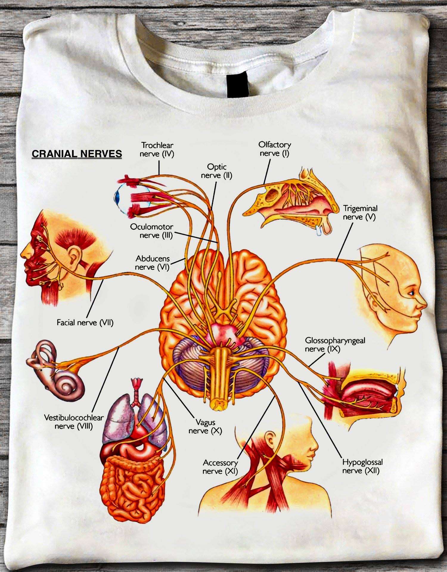 Cranial Nerves - Trochlear nerve, optic nerve, olfactory nerve, trigeminal nerve