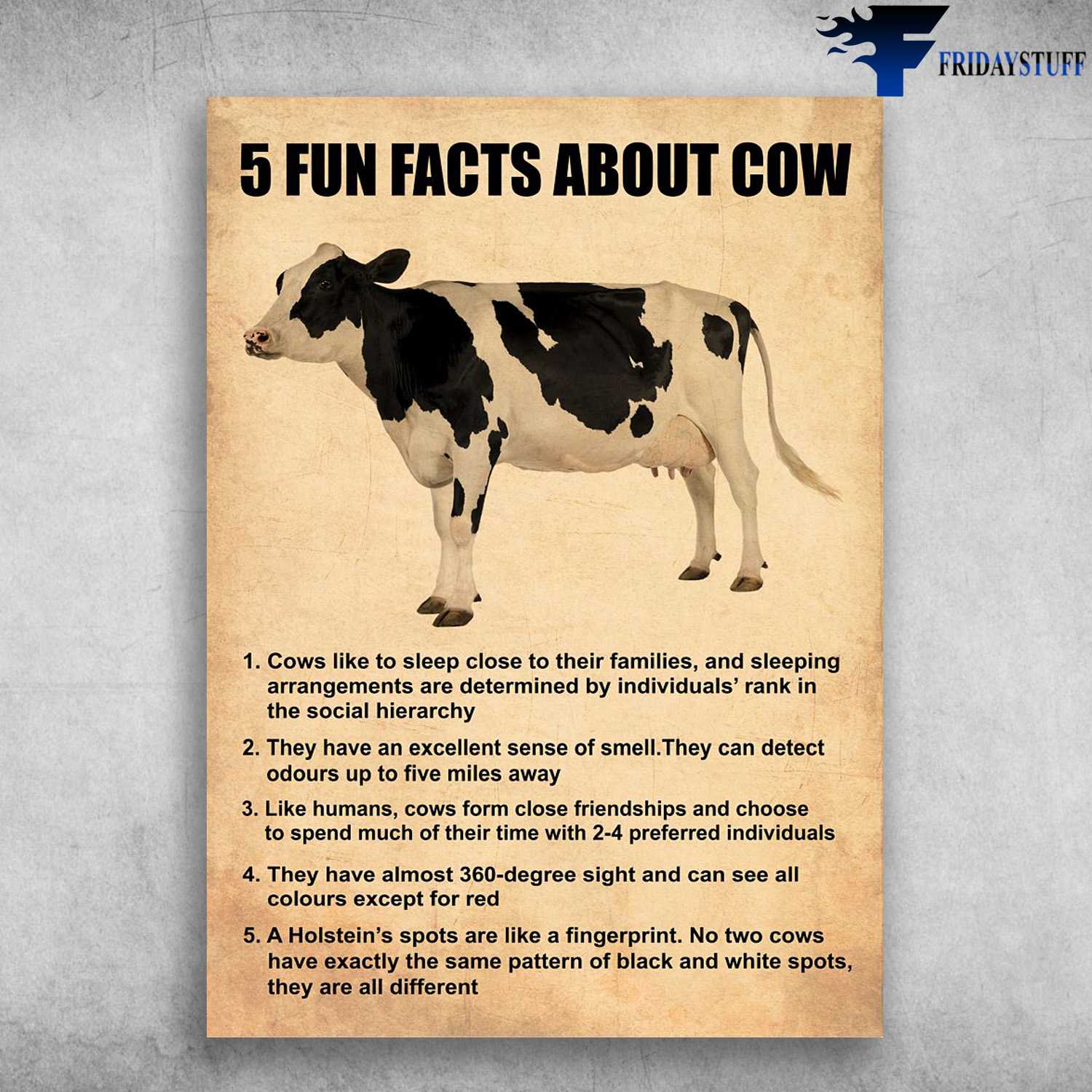 Dairy Cow Fun Fact - 5 Fun Facts About Cow, Cows Like Sleep Close To Their Families, And Sleeping Arrangements Are Determined, By Individuals' Rank In The Social Hierachy