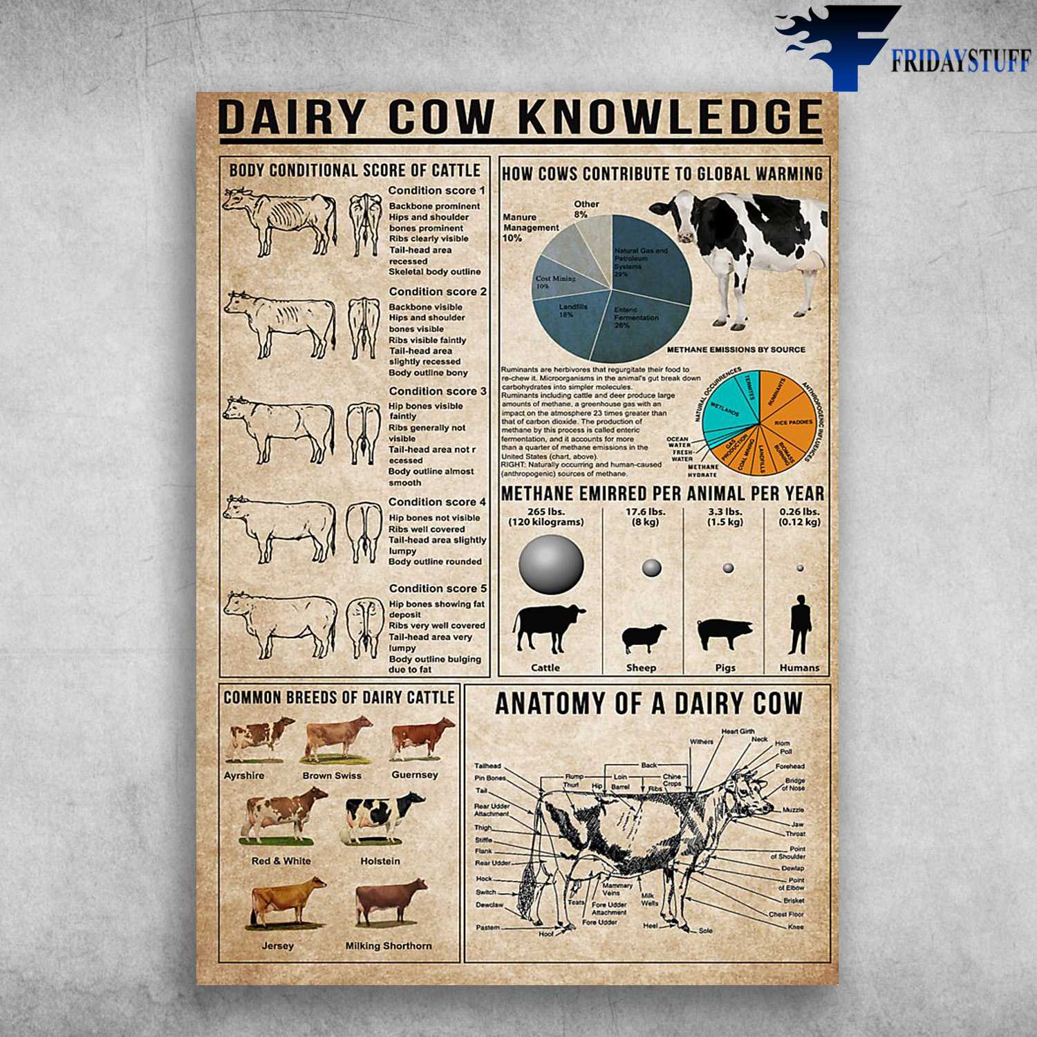 Dairy Cow Knowledge - Body Conditional Score Of Cattle, How Cows Contribute To Global Warning, Common Breeds Of Dairy, Anatomy Of A Dairy Cow