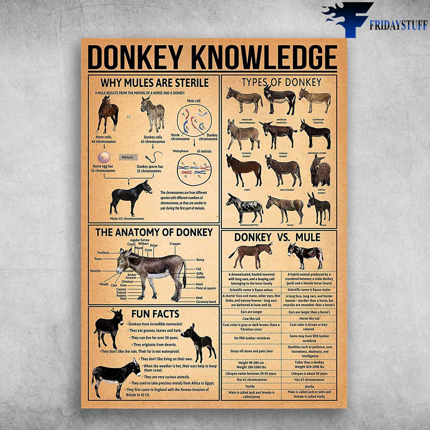Donkey Knowledge - Why Mules Are Sterile, Types Of Donkey, The Anatomy Of Donkey, Donkey VS. Mule, Fun Facts