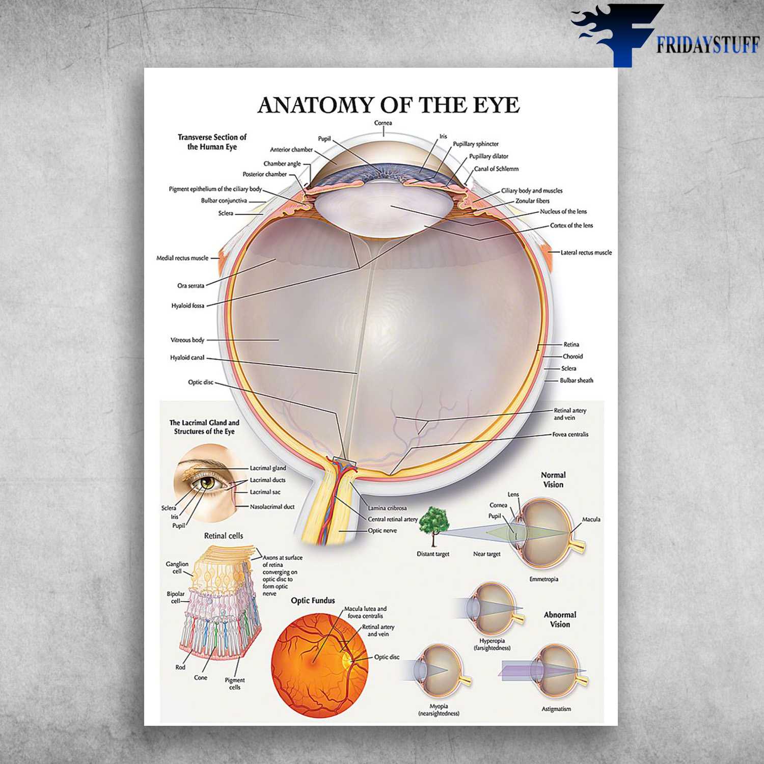 Manatomy Of The Eye, Eye Knowledge - Transverse Section Of The Human Eye, The Lacrimal Gland And Structures Of The Eye, Optic Fundus, Retinal Cells