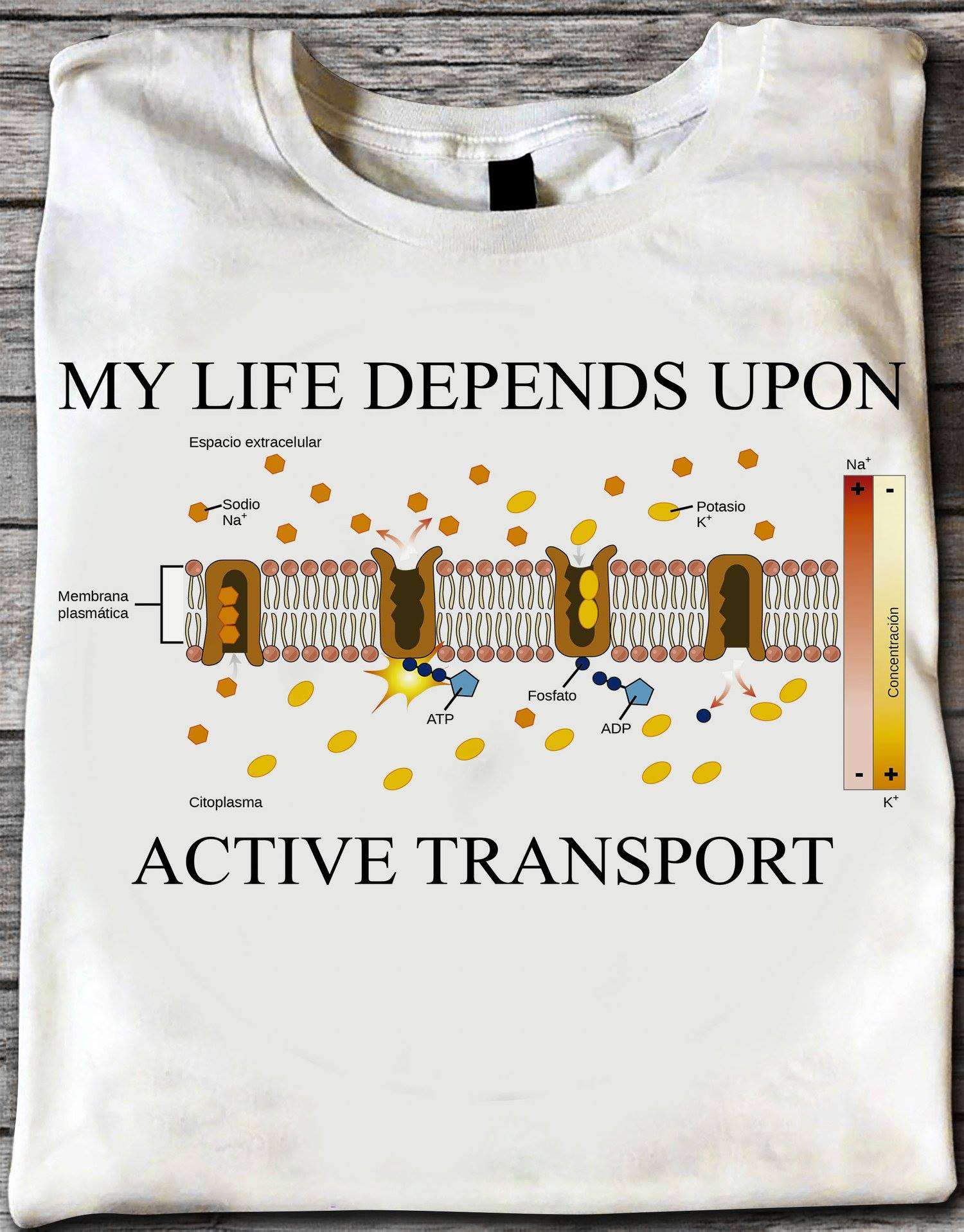 My life depends upon active transport - Espacio extracelular